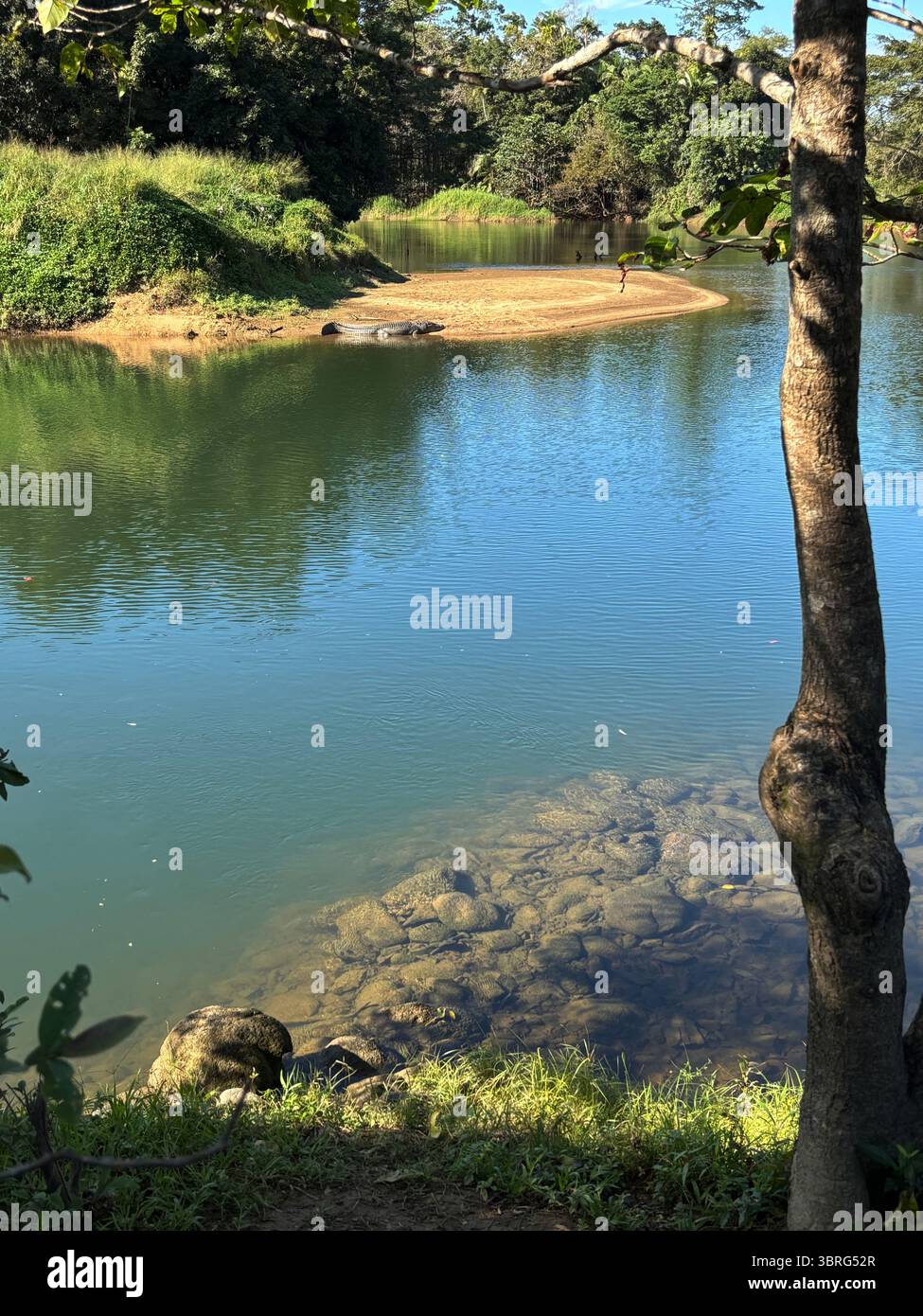 Clyde le crocodile sur son banc de sable à East Russell, Babinda Creek, Queensland, Australie Banque D'Images