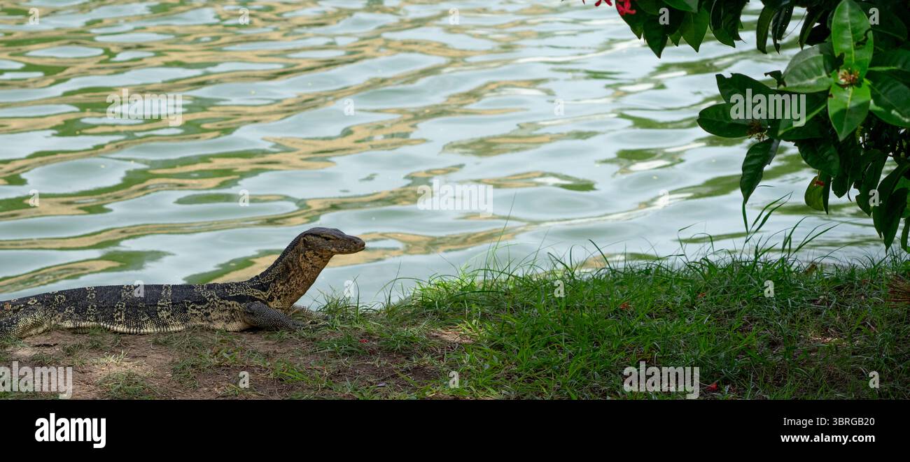 Surveillez Lizard dans un parc public à Bangkok Banque D'Images