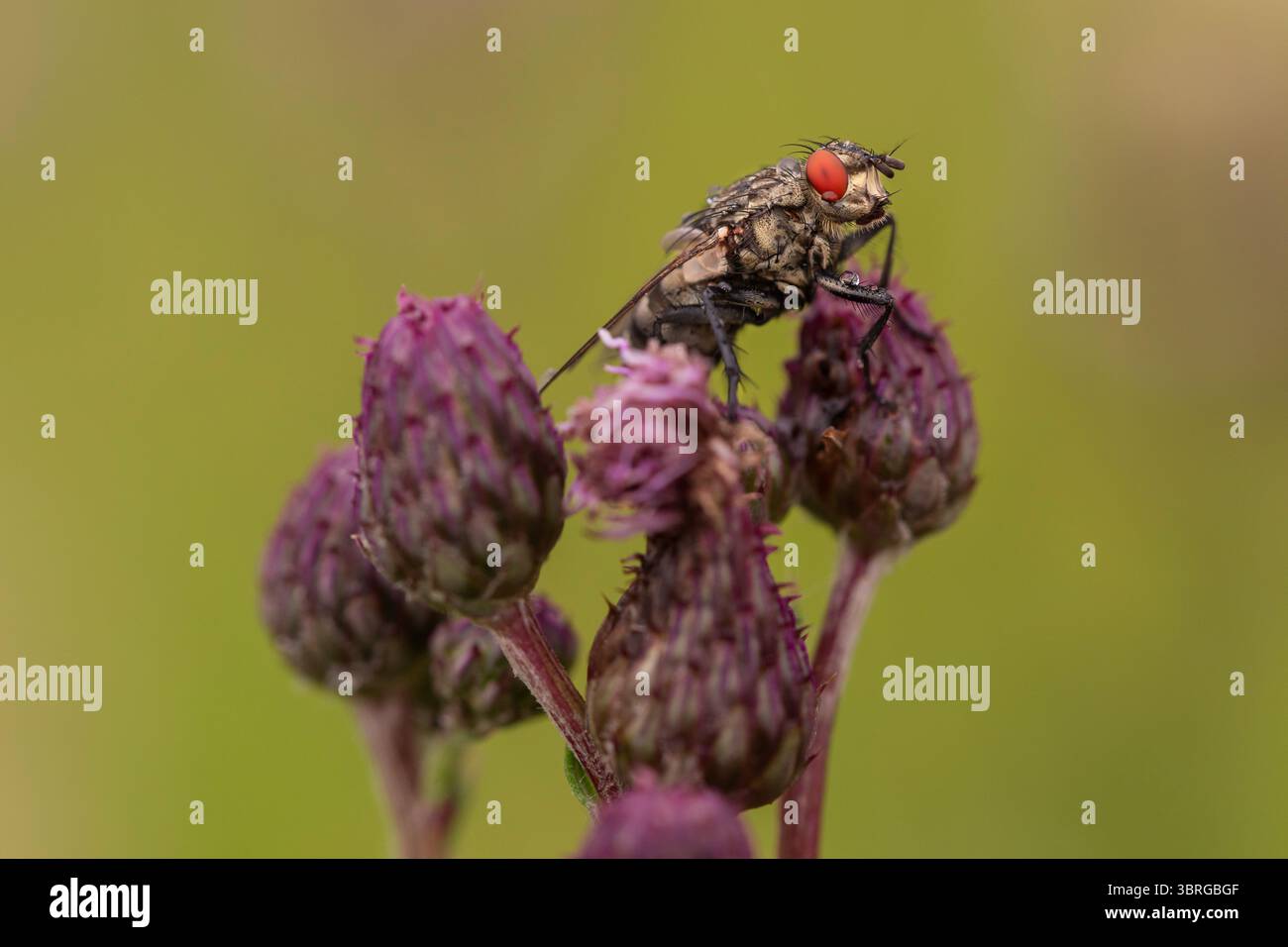 Image macro de mouche avec des yeux rouges perchés sur un amas de fleurs violettes, photographie rapprochée d'insectes de la nature avec une faible profondeur de champ Banque D'Images