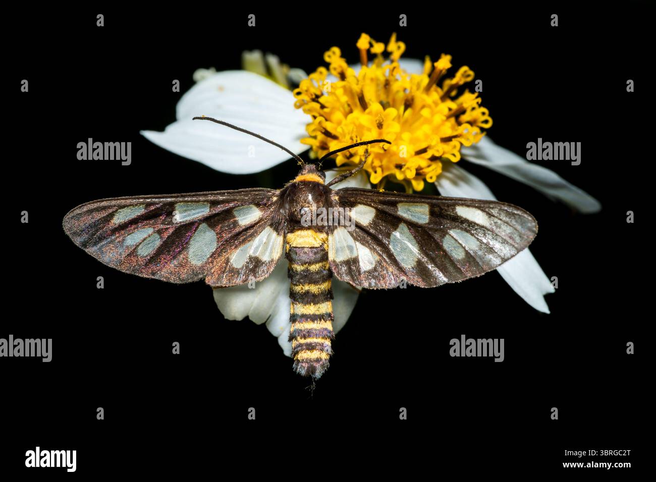 Common Wasp Moth - recueillir le nectar d'une fleur jaune sur un fond noir Banque D'Images