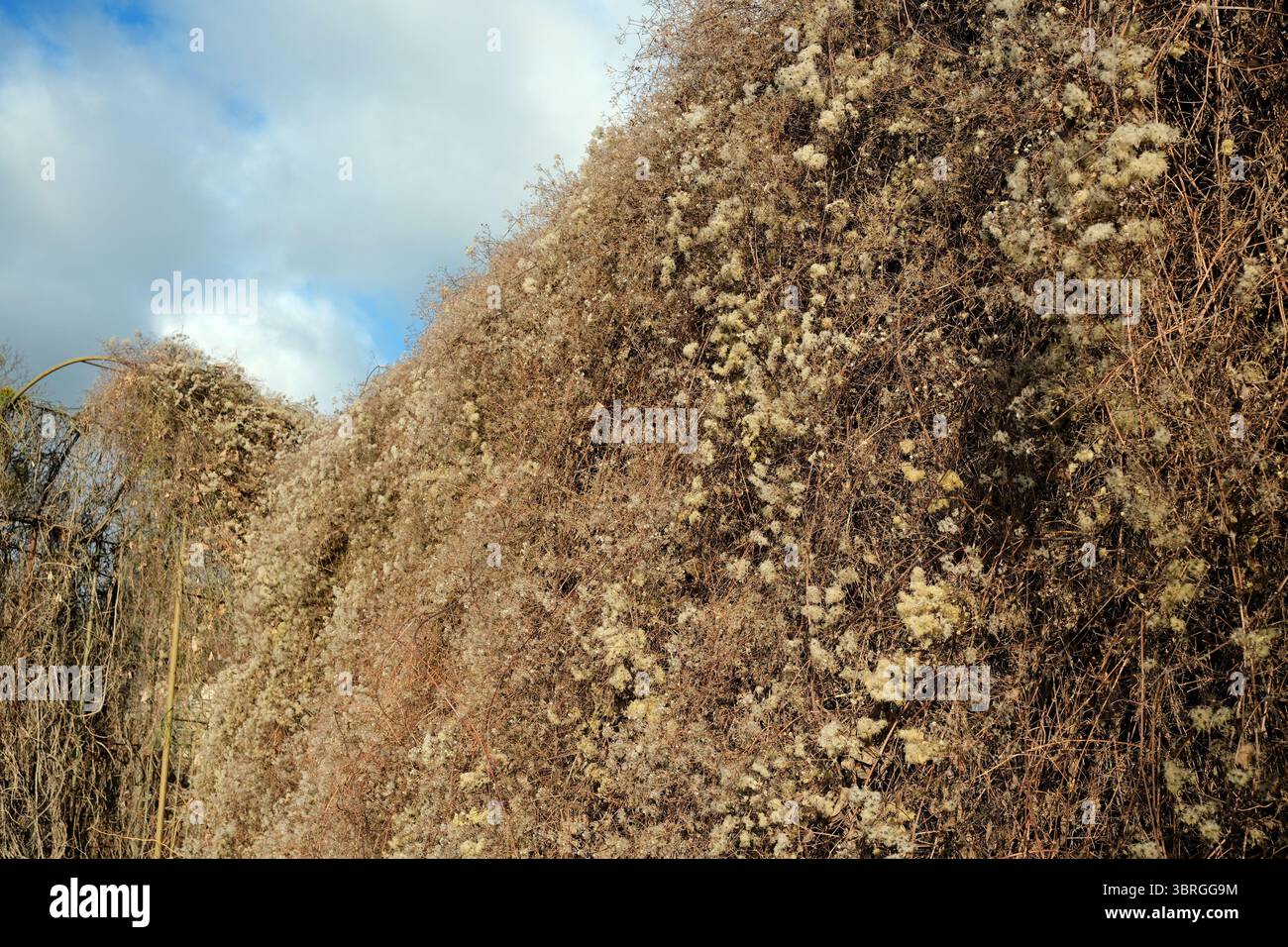 Un mur luxuriant de fleurs sauvages prospère sur fond de nuages doux. Banque D'Images