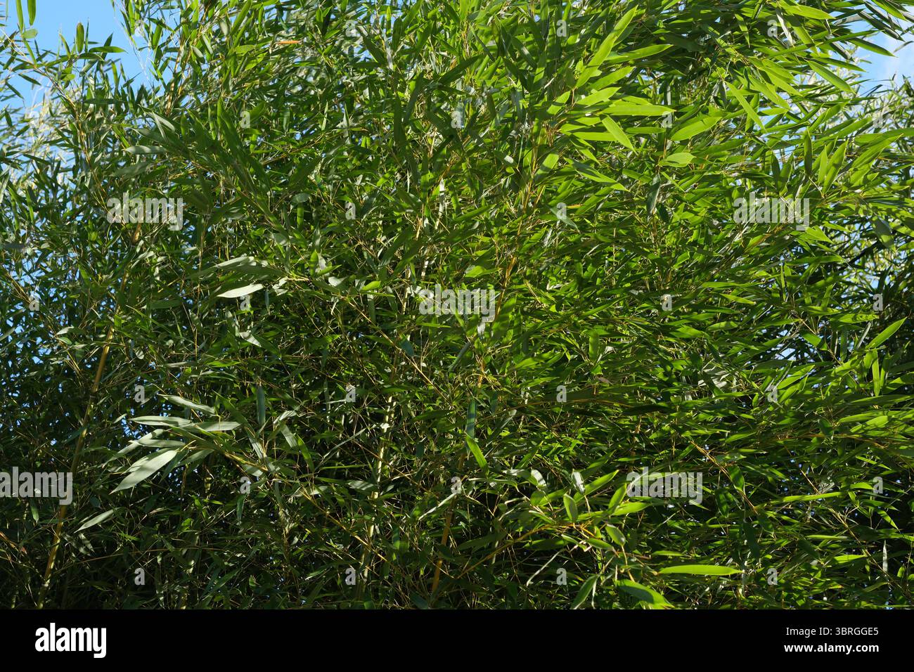 Le bambou luxuriant prospère en plein soleil, créant une atmosphère sereine et animée. Banque D'Images