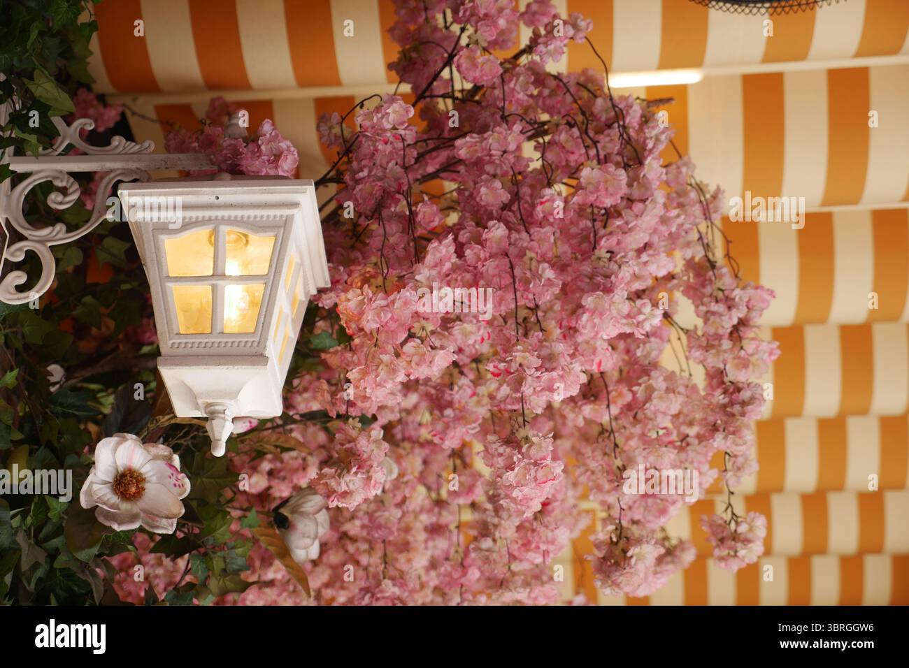 Belle lanterne sous les branches de fleurs de cerisier en fleurs Banque D'Images