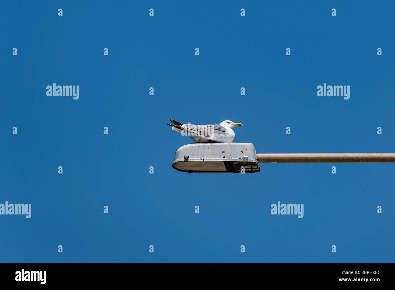 Une seule mouette perchée sur un lampadaire contre un ciel bleu vif, la faune urbaine rencontre une composition minimale. Banque D'Images