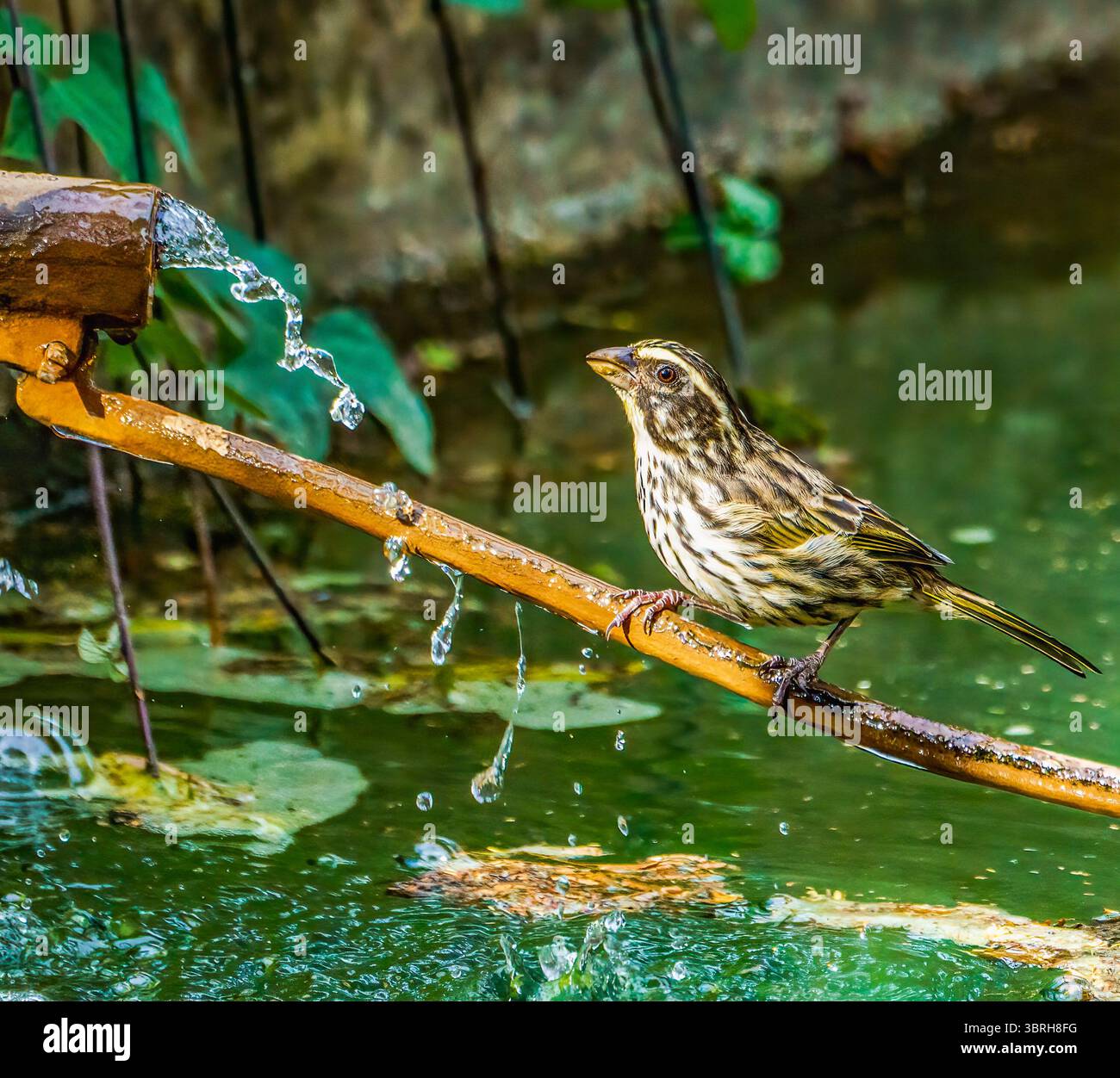 Serin strié Banque D'Images
