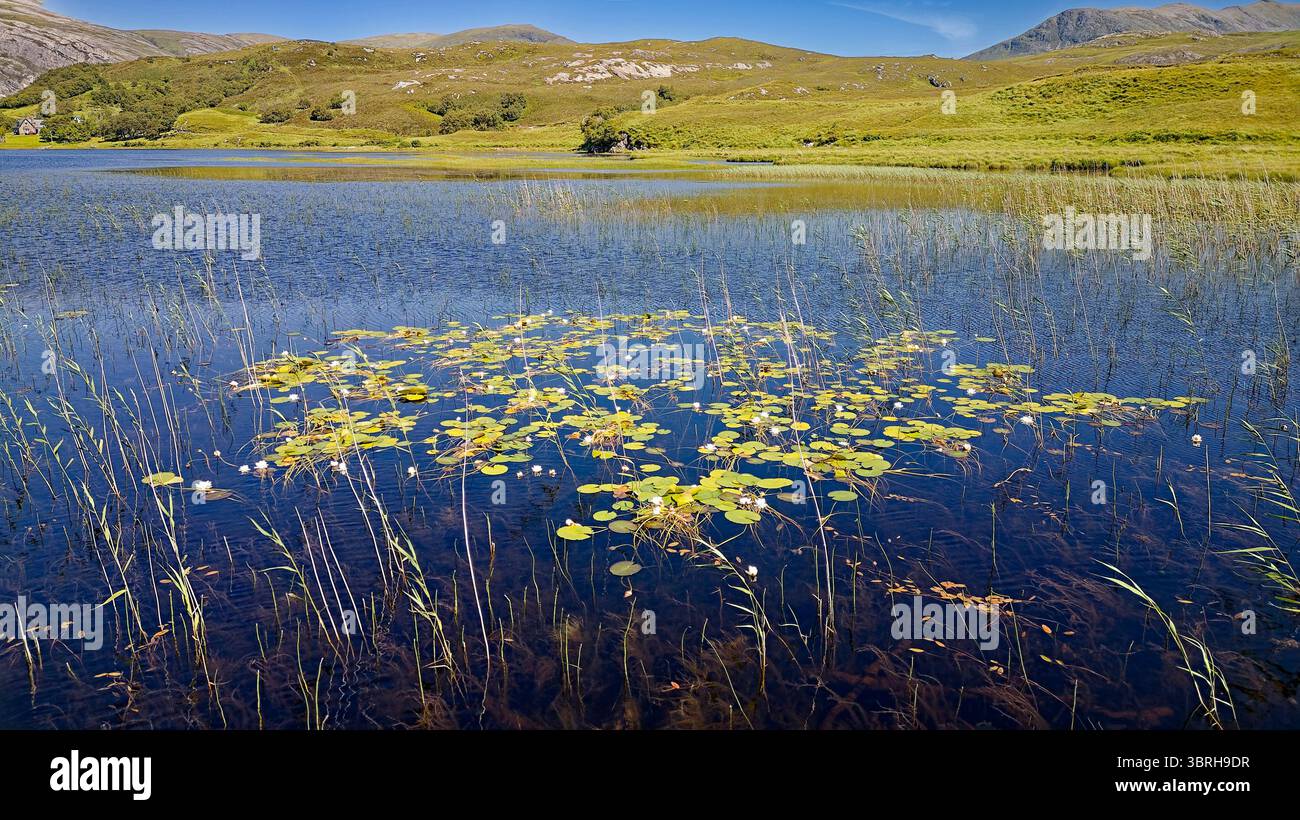Nénuphars et fleurs Nymphaeaceae dans le Loch Stack Sutherland Écosse poussant parmi les grands roseaux en été Banque D'Images