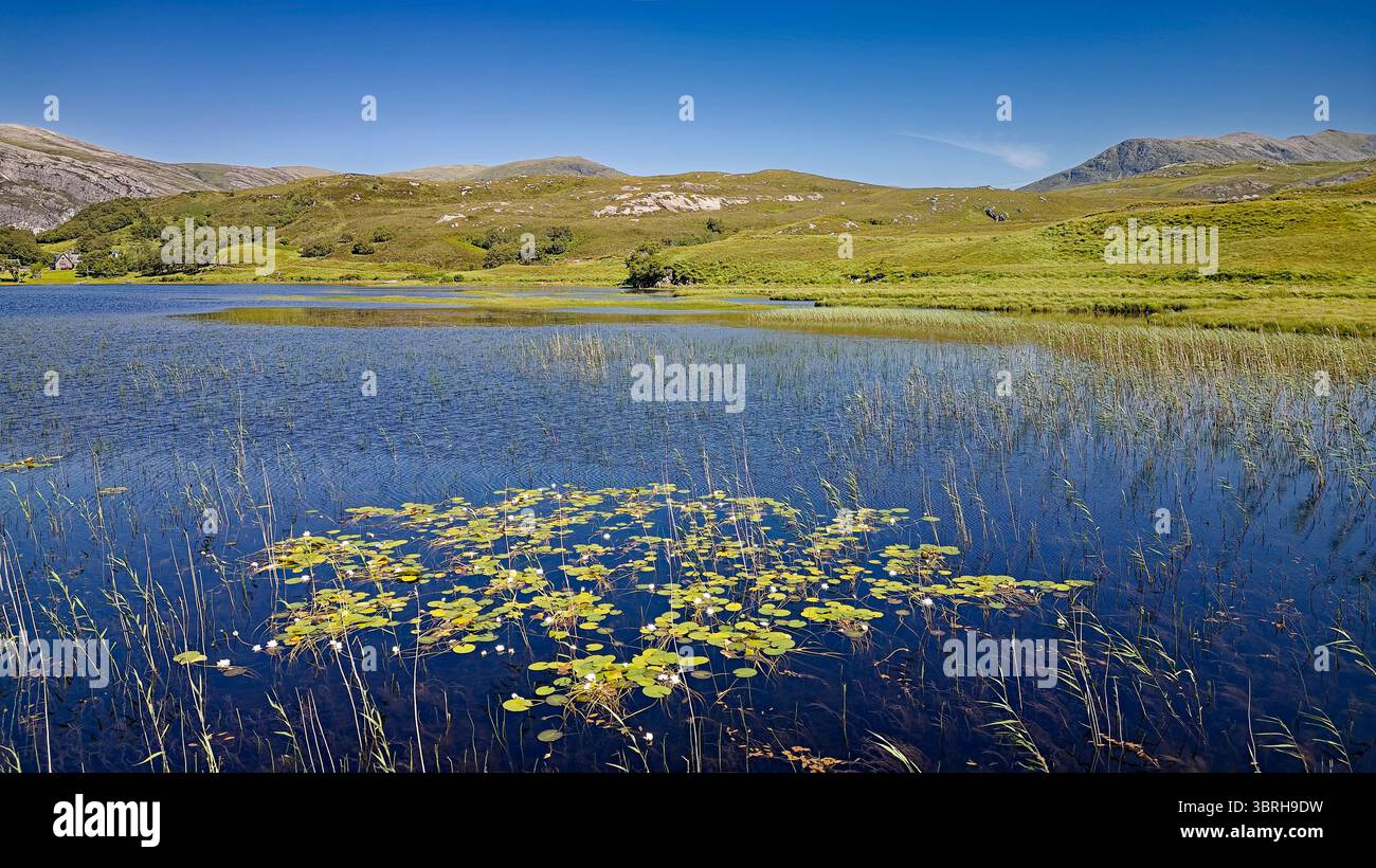 Nénuphars fleurs blanches Nymphaeaceae dans le Loch Stack Sutherland Écosse poussant parmi les roseaux en été Banque D'Images