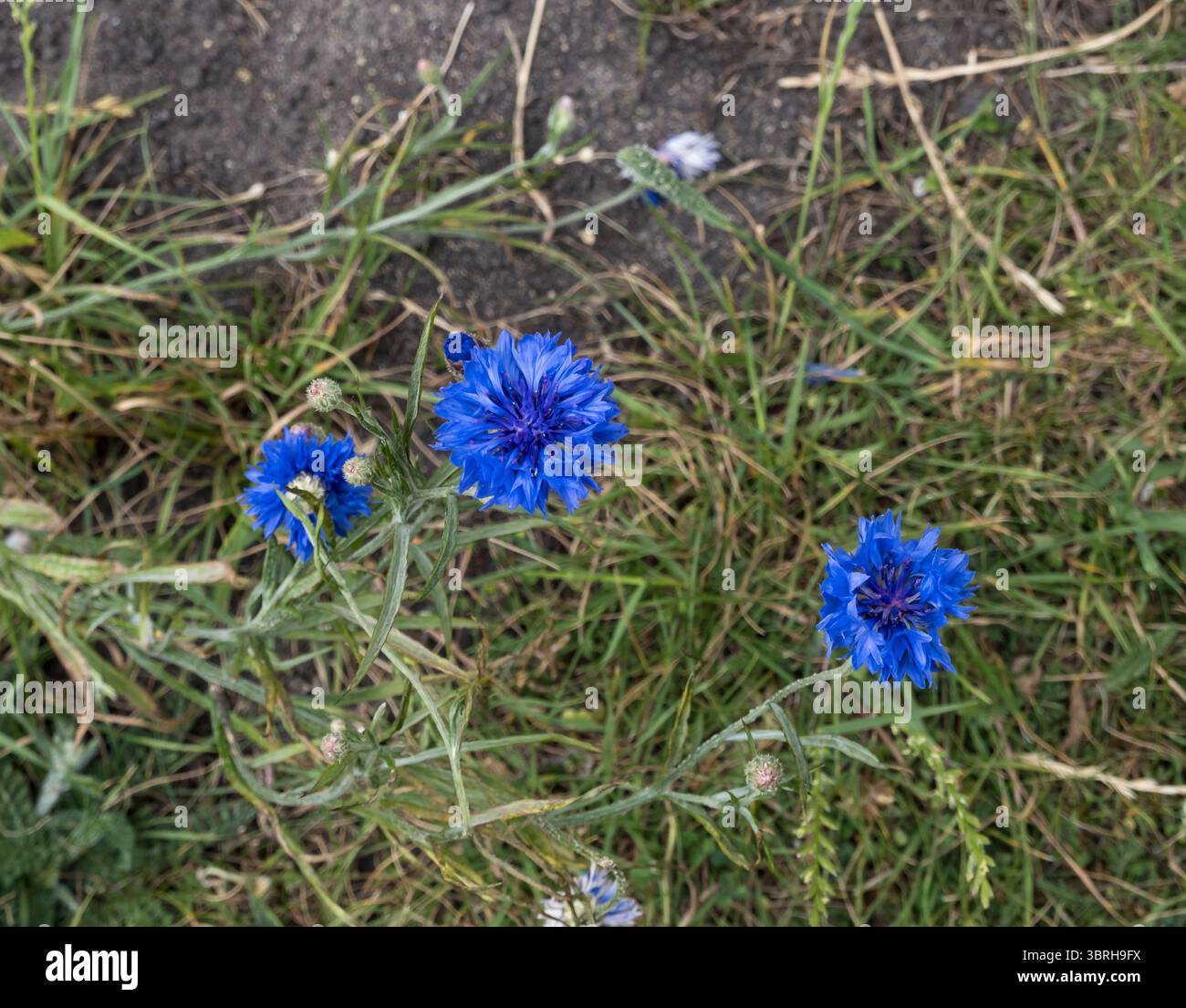 Bleuet bleu Banque D'Images