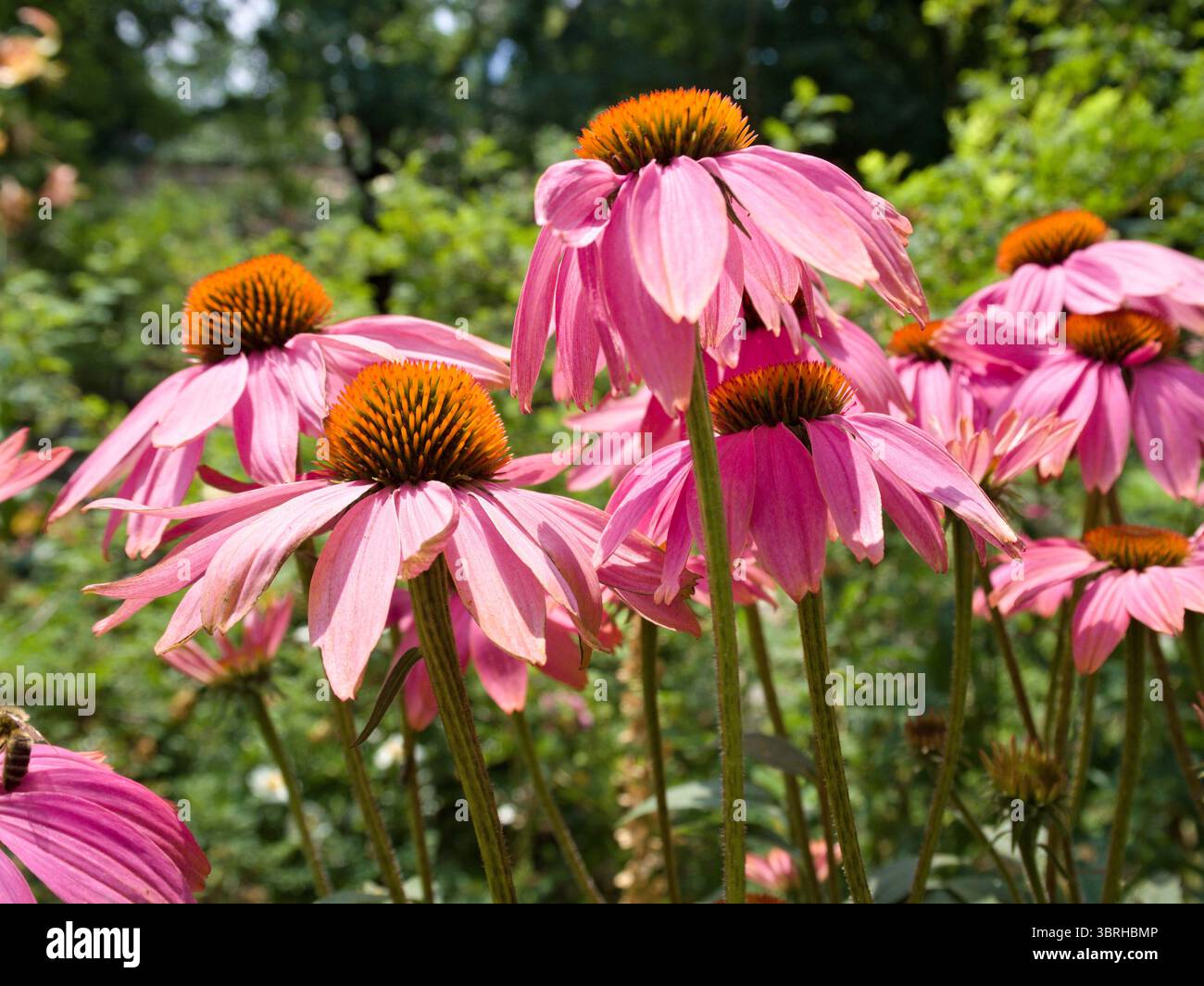 Champ vibrant d'échinacée sous la lumière du soleil, parfait pour le contenu visuel botanique, de santé ou inspiré de la nature. Banque D'Images