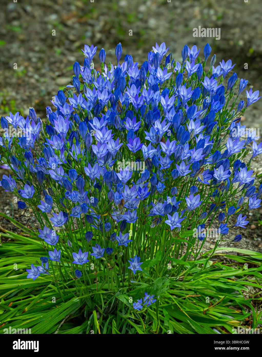 Lance d'Ithuriel, Triteleia laxa, une fleur sauvage vivace de la famille des lys Banque D'Images