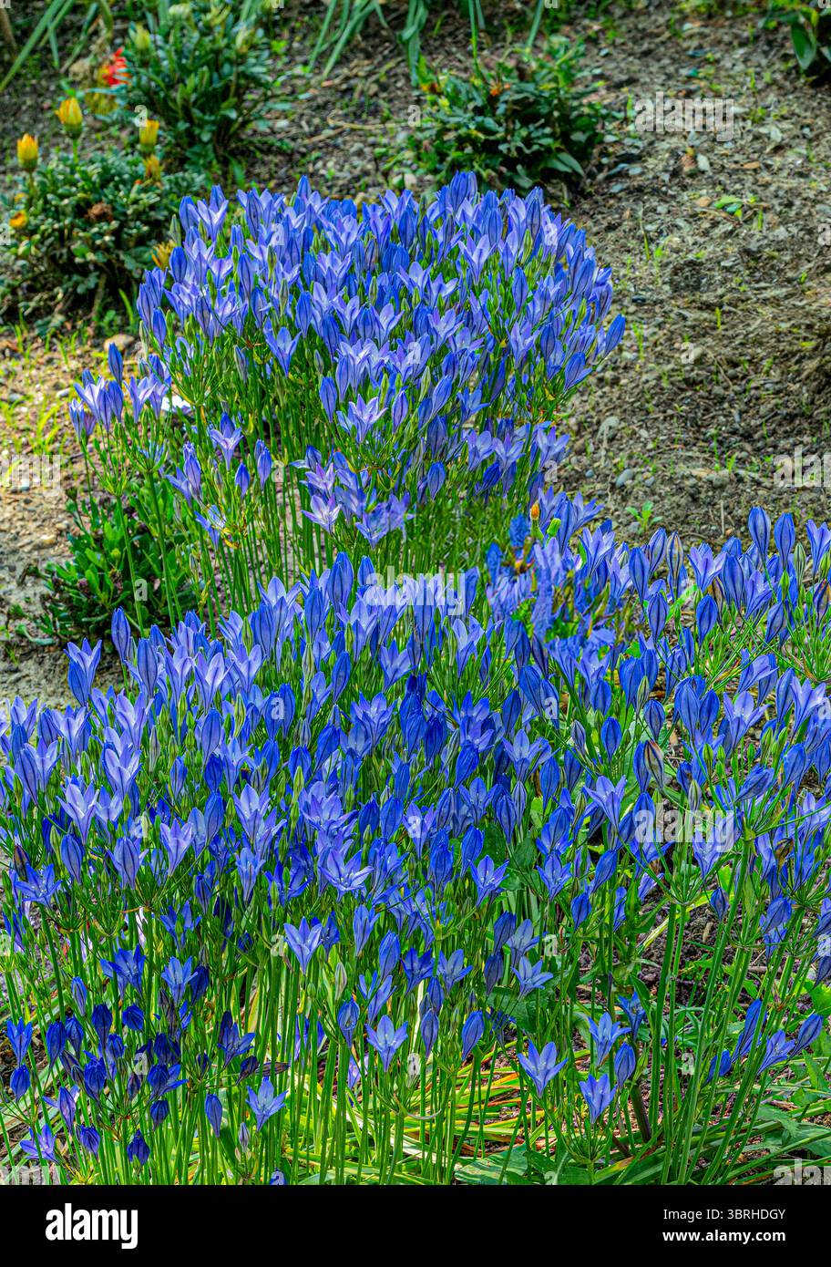 Lance d'Ithuriel, Triteleia laxa, une fleur sauvage vivace de la famille des lys Banque D'Images