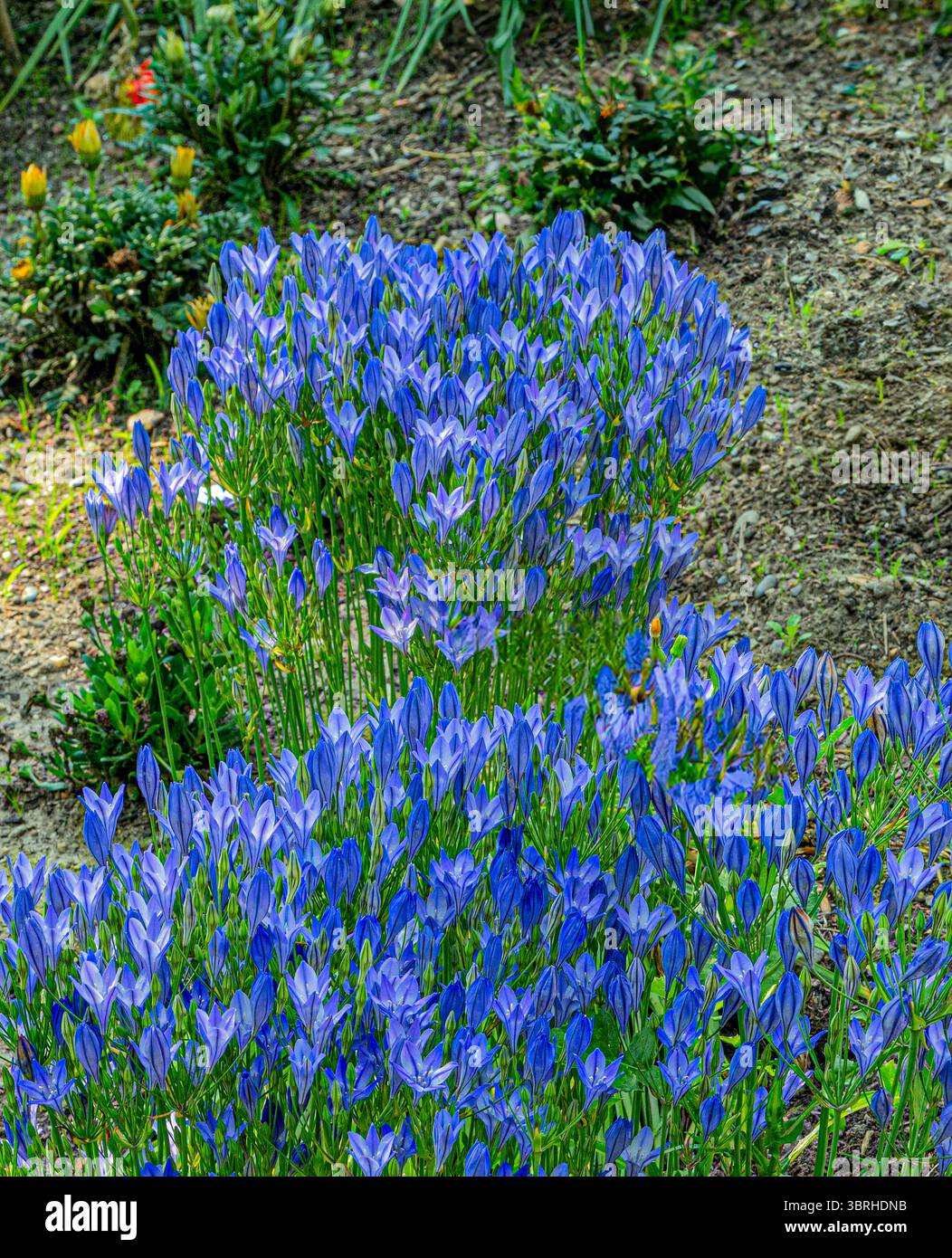Lance d'Ithuriel, Triteleia laxa, une fleur sauvage vivace de la famille des lys Banque D'Images