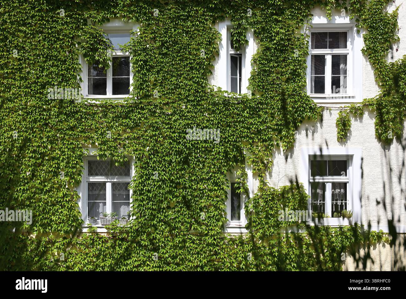 Vigne sauvage sur la façade de la maison Banque D'Images