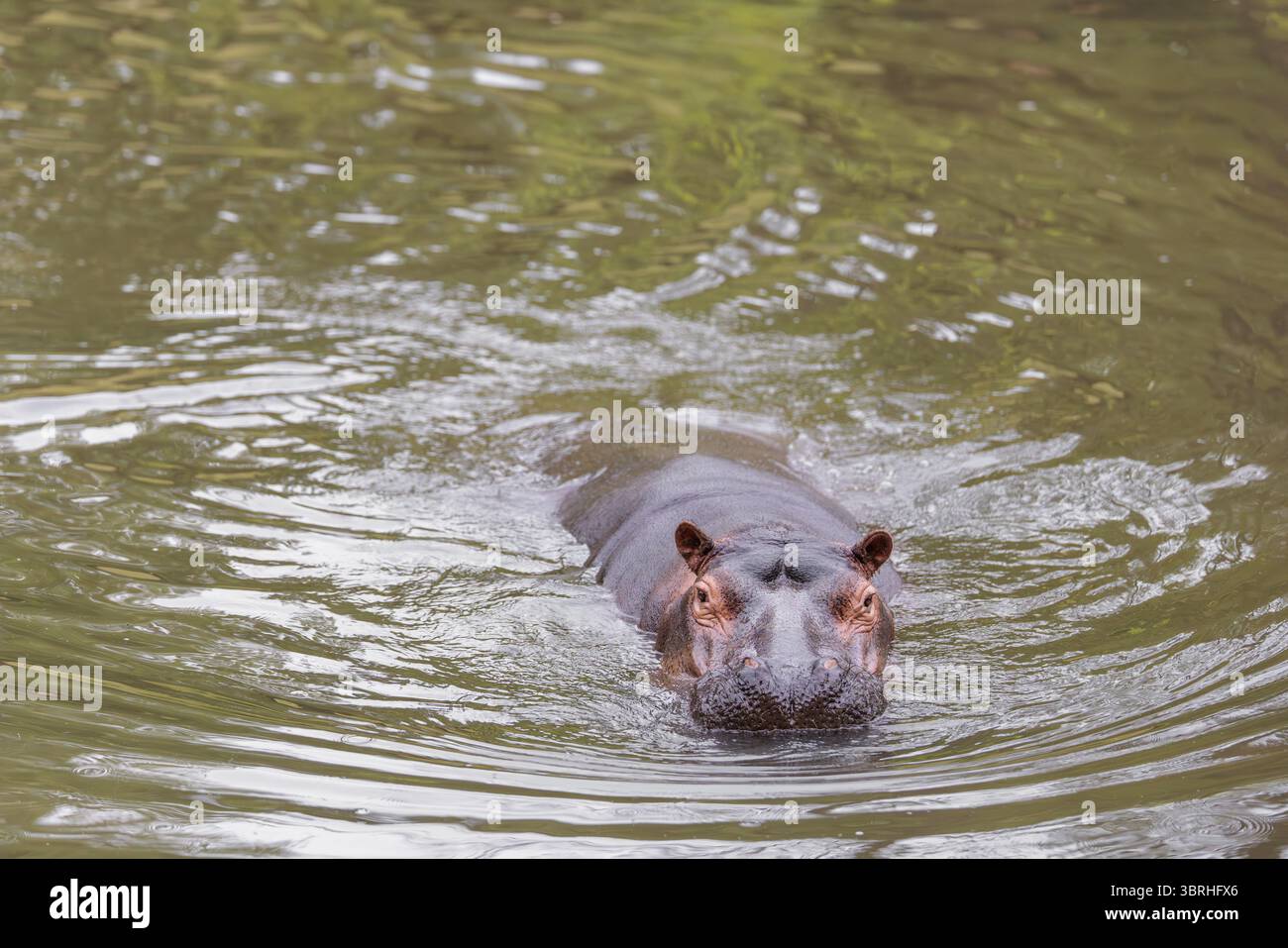 Hippopotame adulte (Hippopotamus amphibius) nageant dans une rivière Banque D'Images