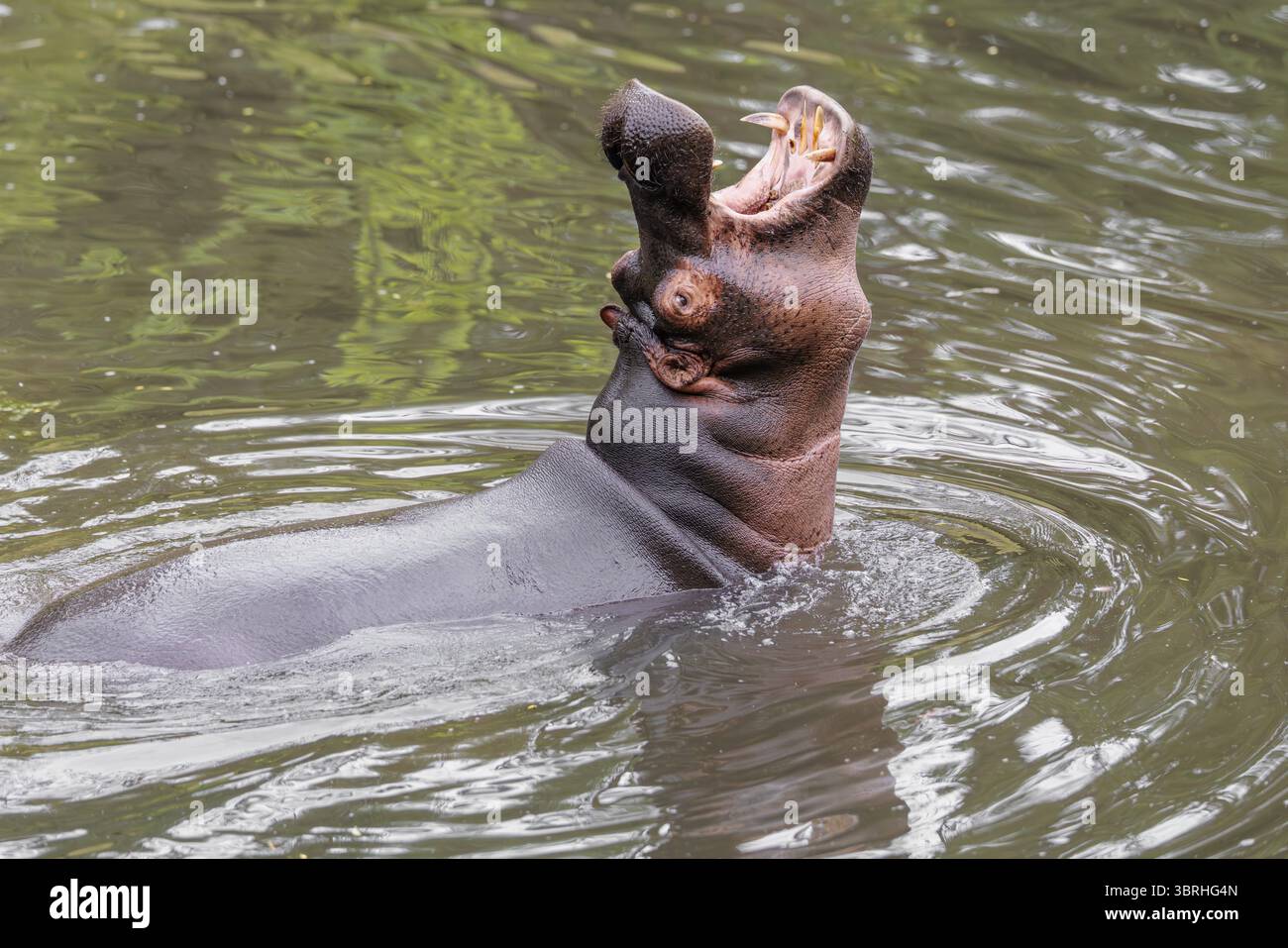 Un hippopotame mâle adulte (Hippopotamus amphibius) montre une agression et défend son territoire Banque D'Images