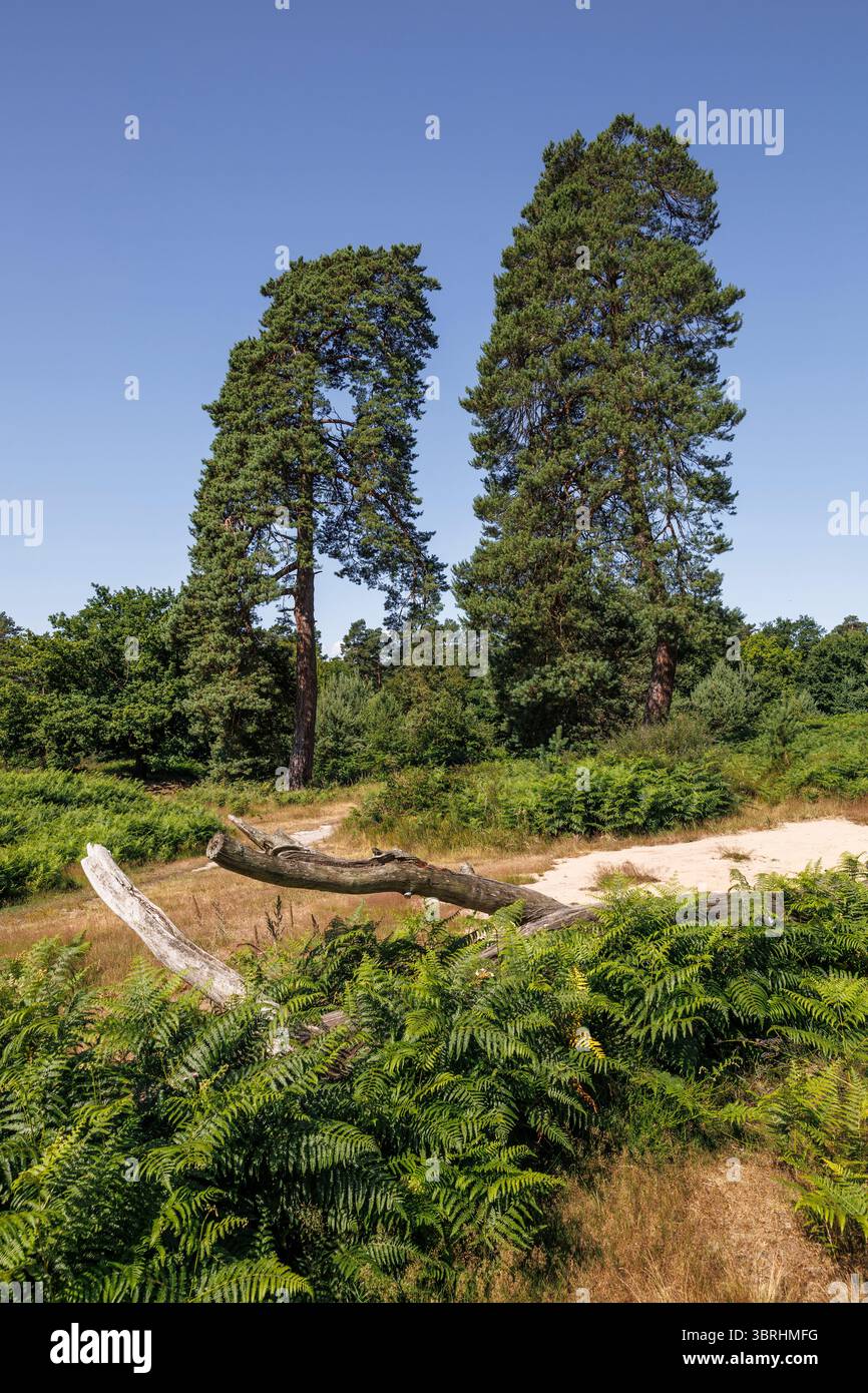 Pins dans la Heath de Wahner sur la colline de Fliegenberg, Troisdorf, Rhénanie du Nord-Westphalie, Allemagne. Kiefern in der Wahner Heide am Fliegenberg, Troisdorf Banque D'Images