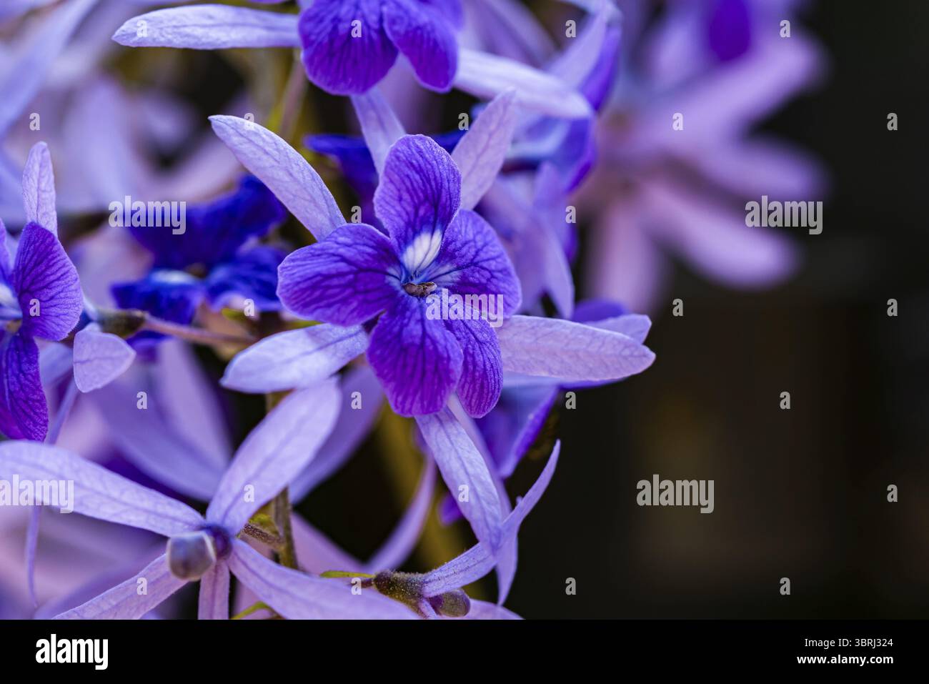 Gros plan extrême foyer sélectif de fleurs de couronnes violettes florissantes ou de fleurs de vigne en papier de sable (nom scientifique : Petrea volubilis) sur fond sombre Banque D'Images