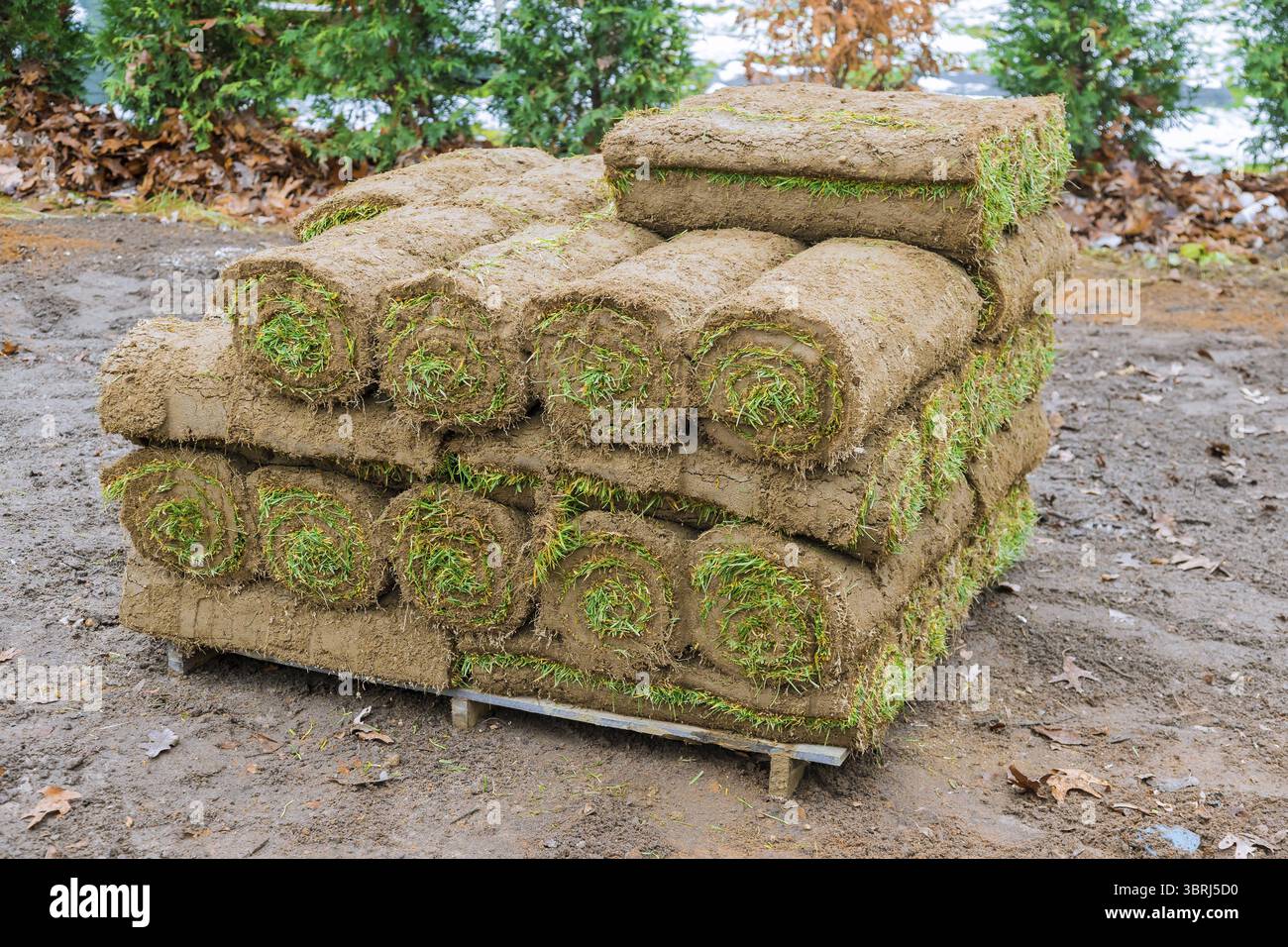 Pile de rouleaux d'herbe pour une pelouse d'herbe fraîche pour décorer le paysage Banque D'Images