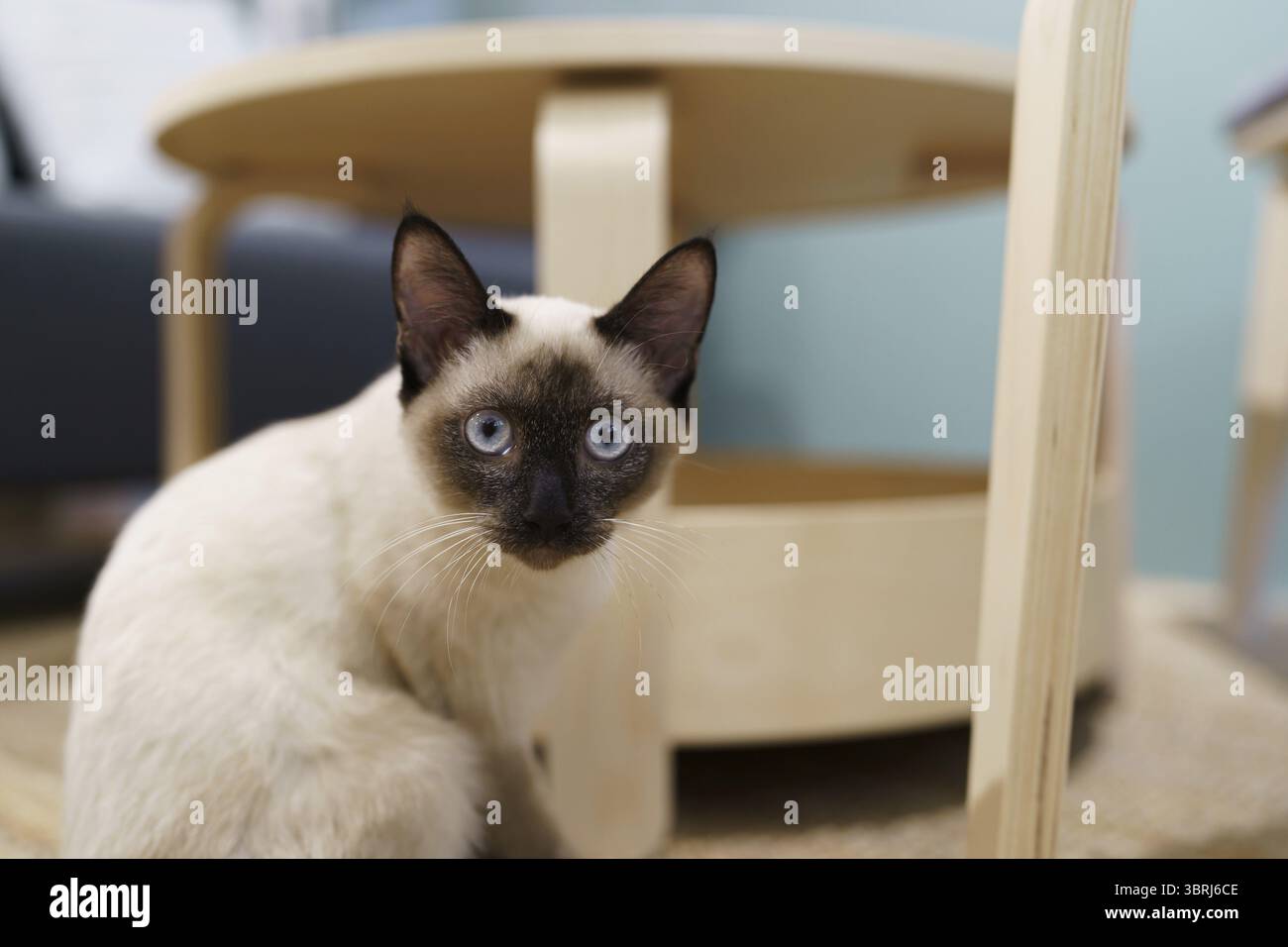 Chat brun chat beige. Chat siamois se reposant à la maison Banque D'Images