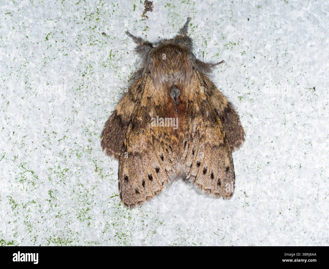Adulte, vol d'été, UK Lobster Moth, Stauropus fagi, dans un jardin de Plymouth Banque D'Images