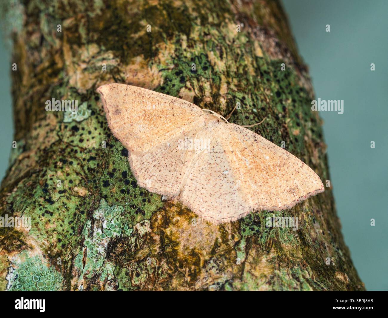 Migrante Jersey Mocha Moth, Cyclophora ruficiliaria, reposant dans un jardin britannique de Plymouth Banque D'Images Migrante Jersey Mocha Moth, Cyclophora ruficiliaria, reposant dans un jardin britannique de Plymouth Banque D'Images