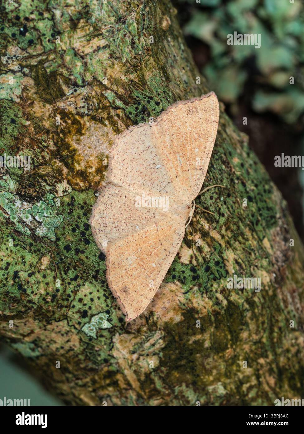 Migrante Jersey Mocha Moth, Cyclophora ruficiliaria, reposant dans un jardin britannique de Plymouth Banque D'Images Migrante Jersey Mocha Moth, Cyclophora ruficiliaria, reposant dans un jardin britannique de Plymouth Banque D'Images