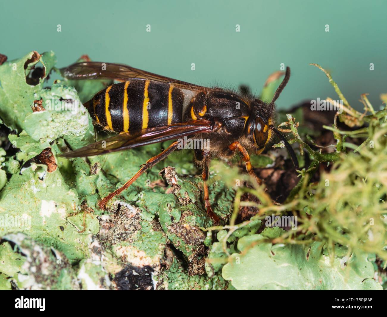 Guêpe sociale médiane travailleuse adulte, Dolichovespula media, un ajout récent à la faune britannique Banque D'Images