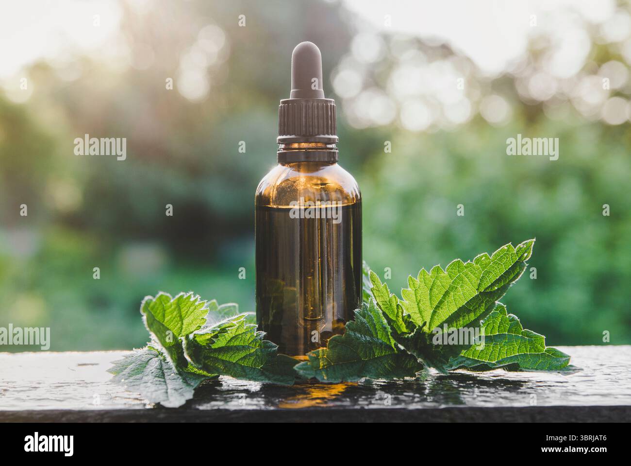 Teinture d'ortie urtica dioica bio sauvage ou huile essentielle dans une petite bouteille en verre brun à l'extérieur avec des feuilles fraîches. Mise au point sélective. Banque D'Images