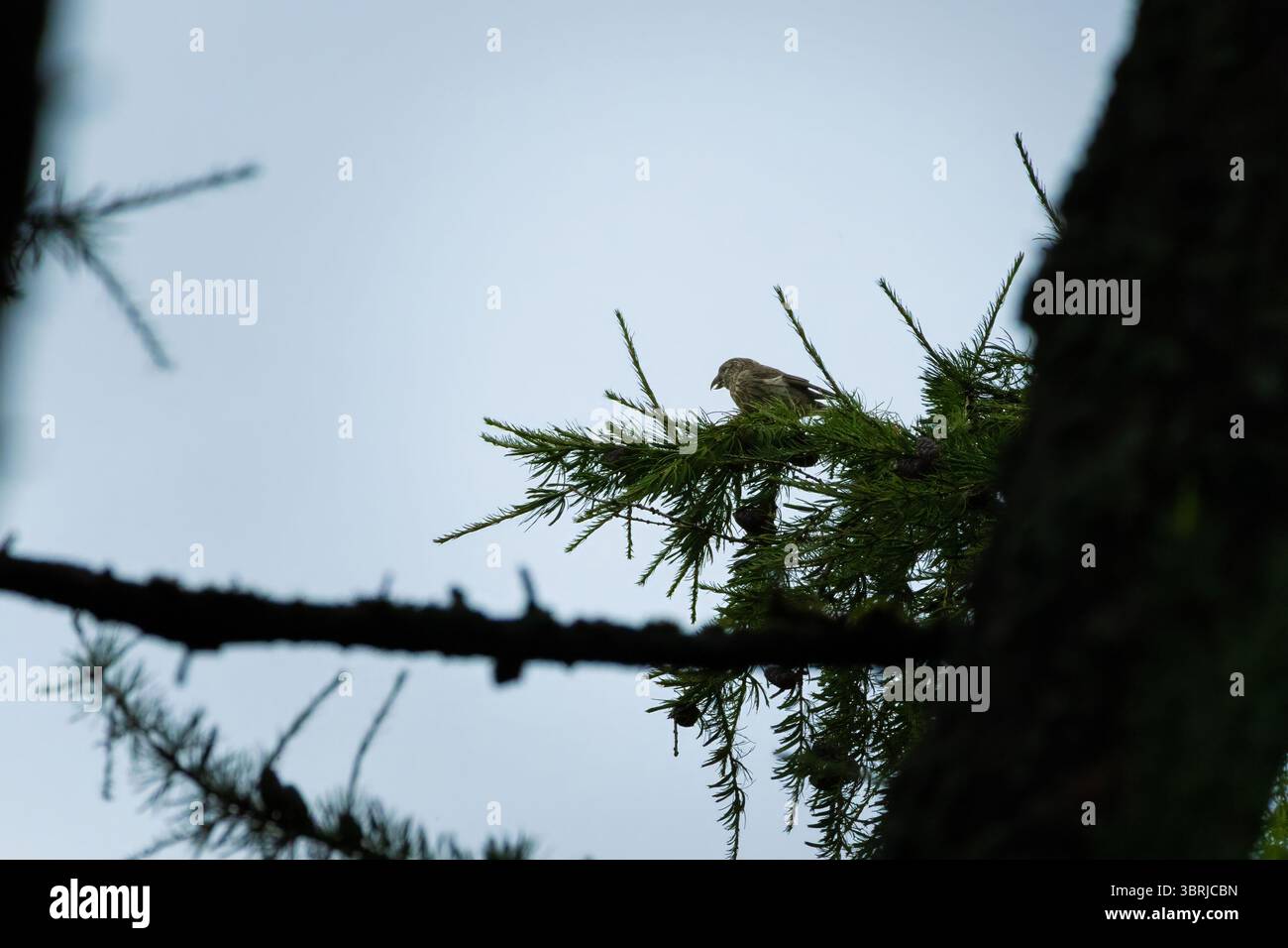 Bec-croisé rouge (Loxia curvirostra) un petit oiseau passereau sur un arbre Banque D'Images