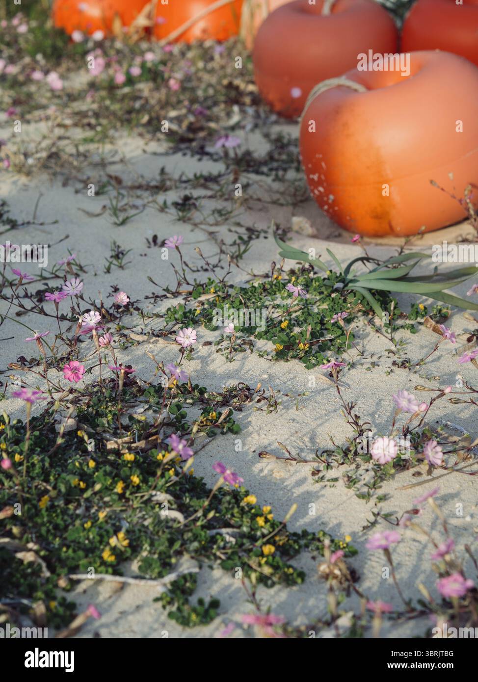 Fleurs sauvages et bouées de marquage sur Sandy Beach – détail hors-saison, Golfo Aranci, Sardaigne Banque D'Images