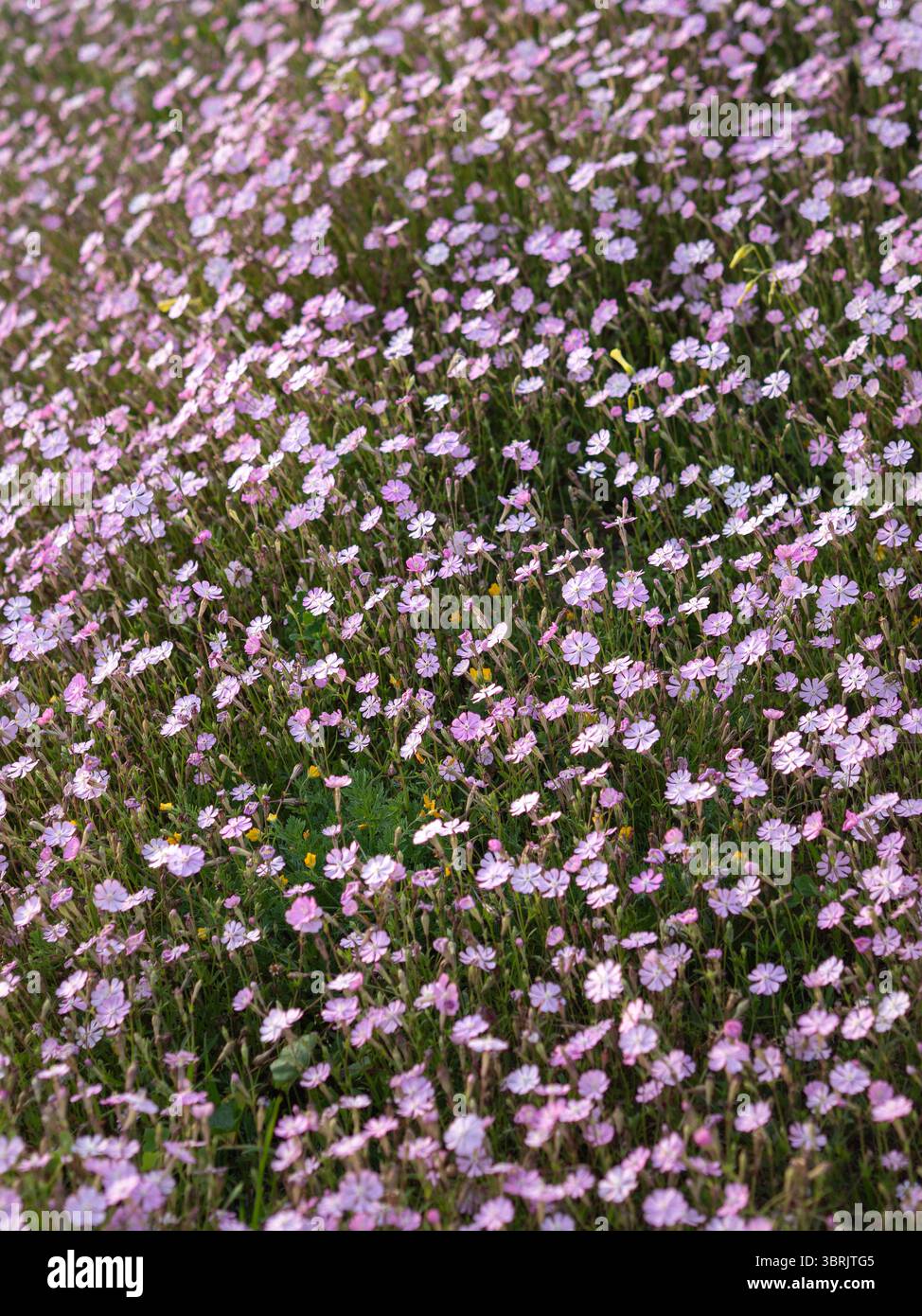 Fleurs sauvages et bouées de marquage sur Sandy Beach – détail hors-saison, Golfo Aranci, Sardaigne Banque D'Images
