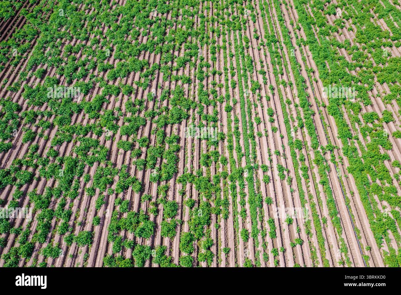 drone perspective d'une terre agricole cultivée avec des motifs Banque D'Images