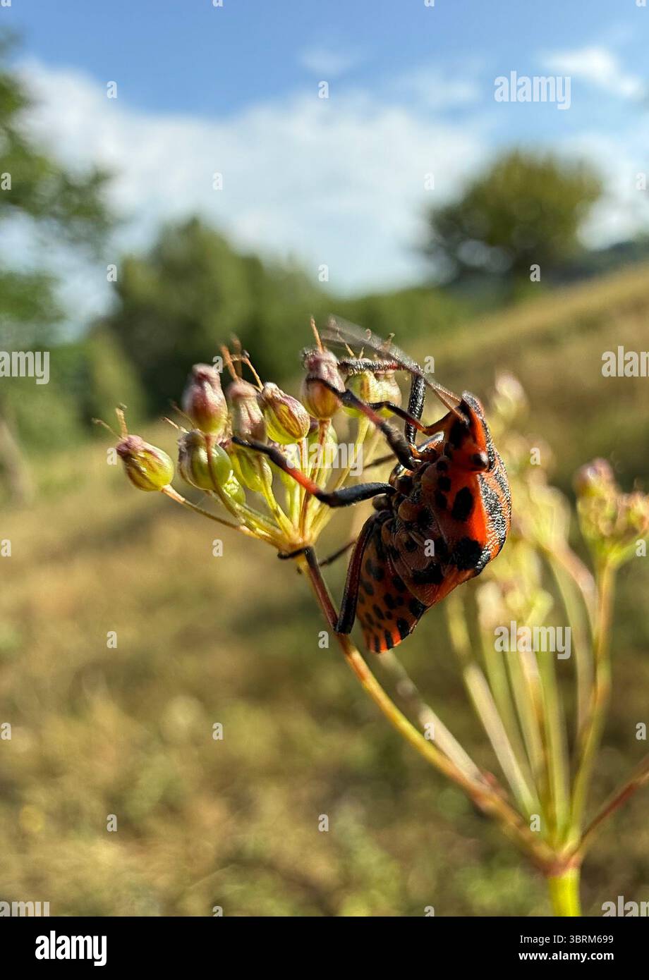 Graphosoma italicum également connu sous le nom de bug rayé et de bug minstrel. Banque D'Images