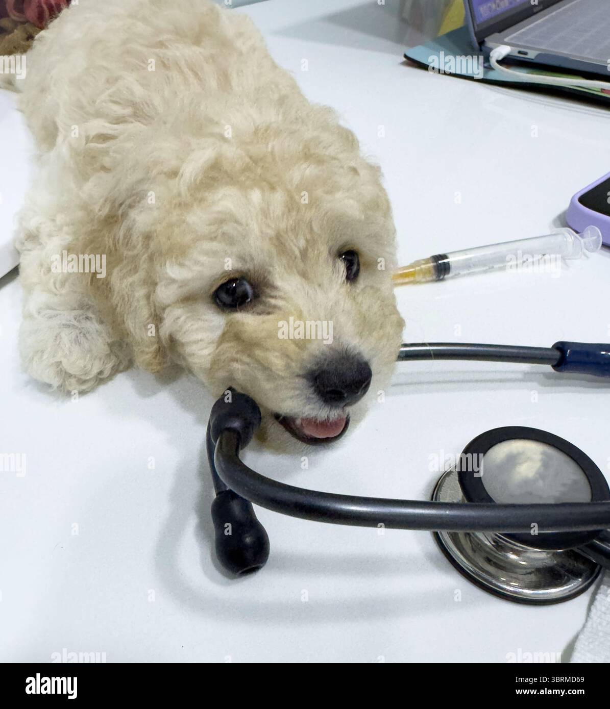 Vue rapprochée du stéthoscope de piqûre de chiot caniche sur la table du vétérinaire Banque D'Images