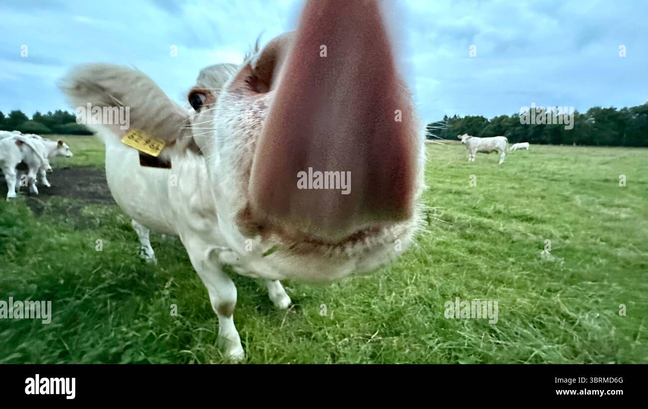 Bovins charolais dans un champ - Image de stock capturée avec un smartphone