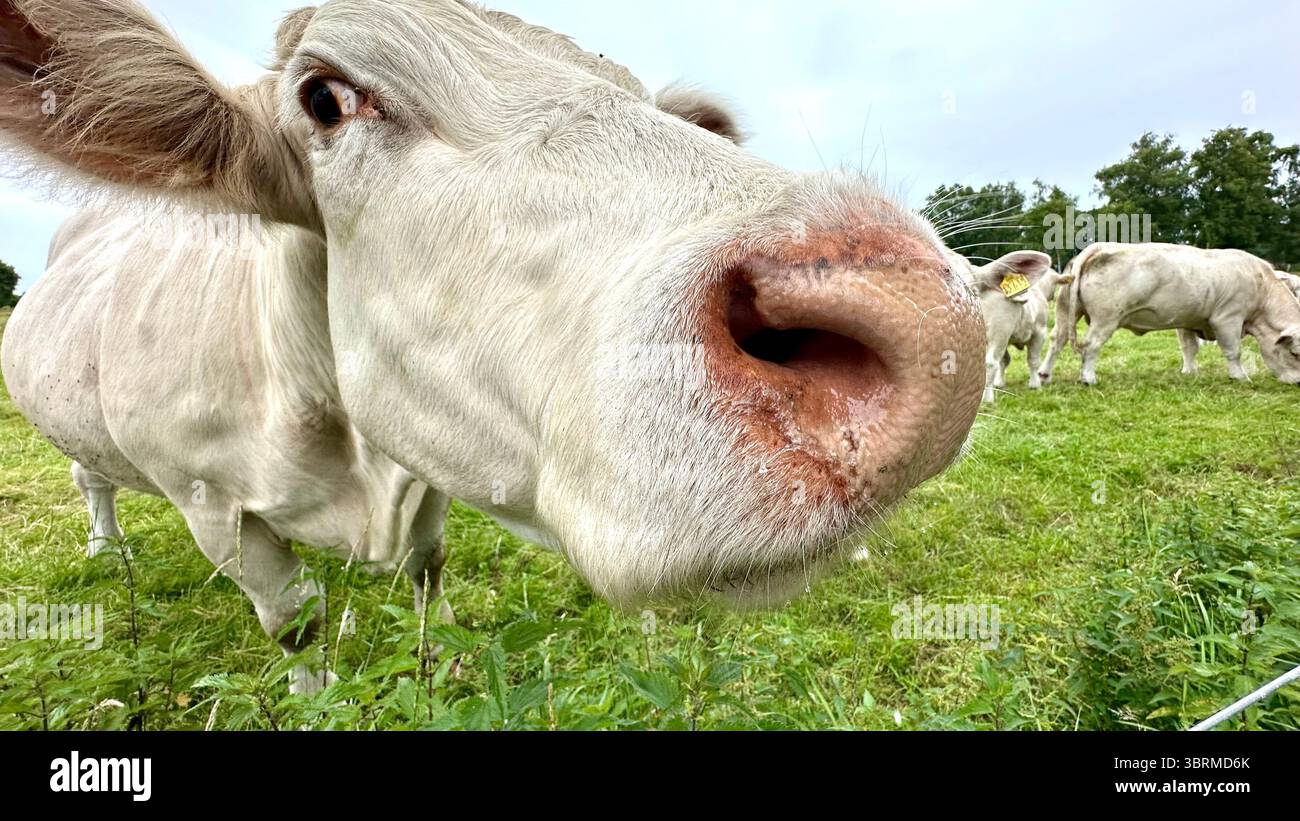 Bovins charolais dans un champ - Image de stock capturée avec un smartphone