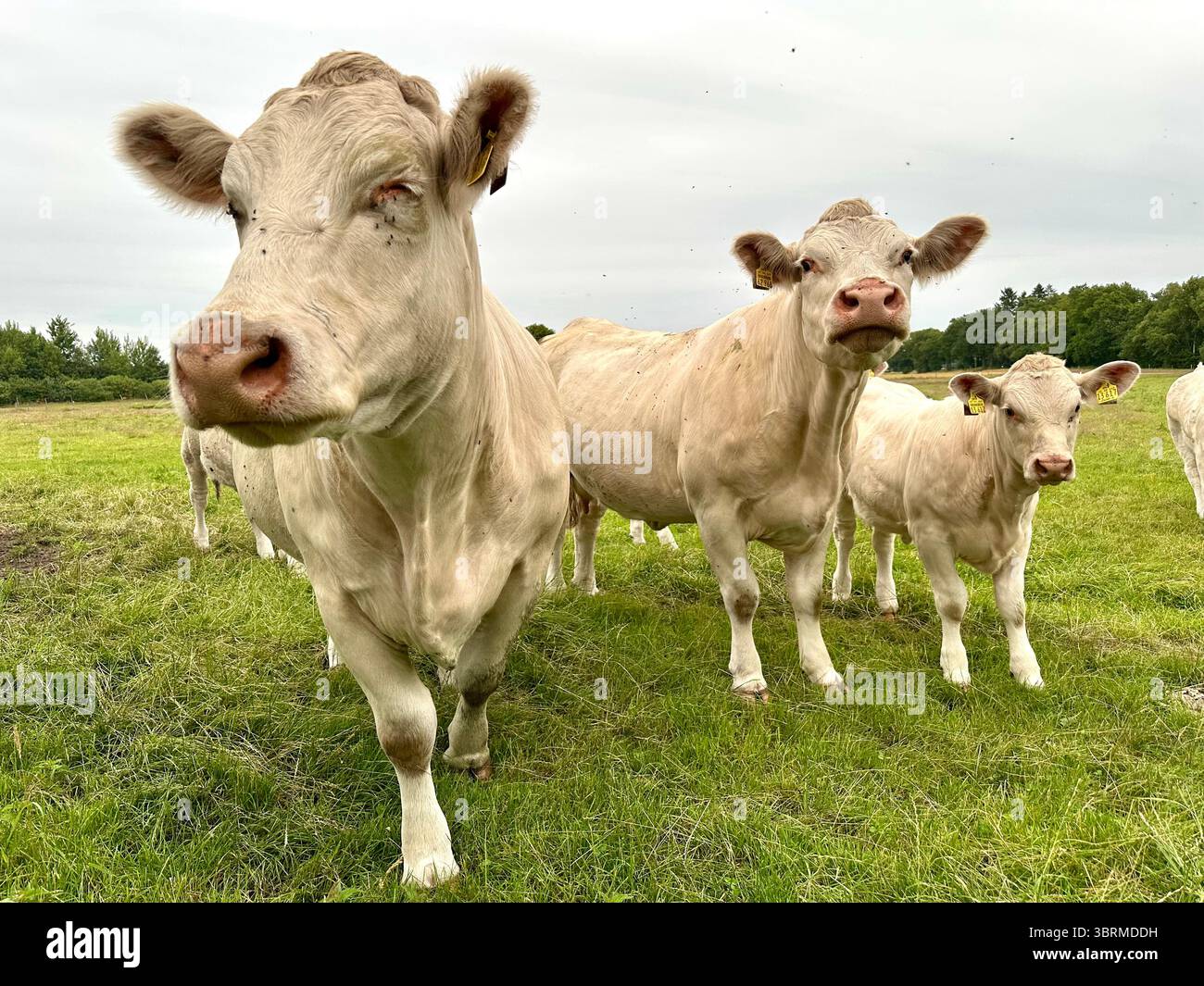 Bovins charolais dans un champ - Image de stock capturée avec un smartphone