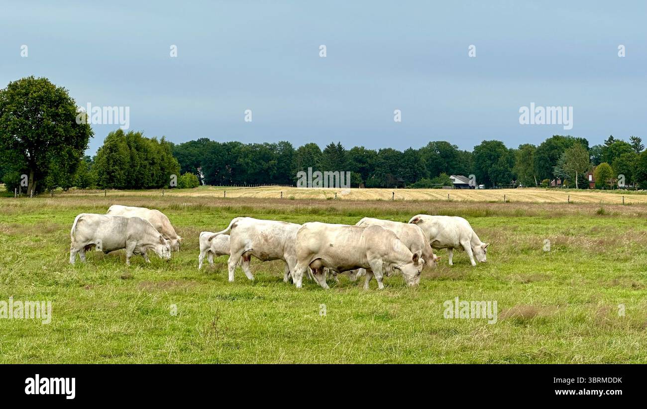 Bovins charolais dans un champ - Image de stock capturée avec un smartphone