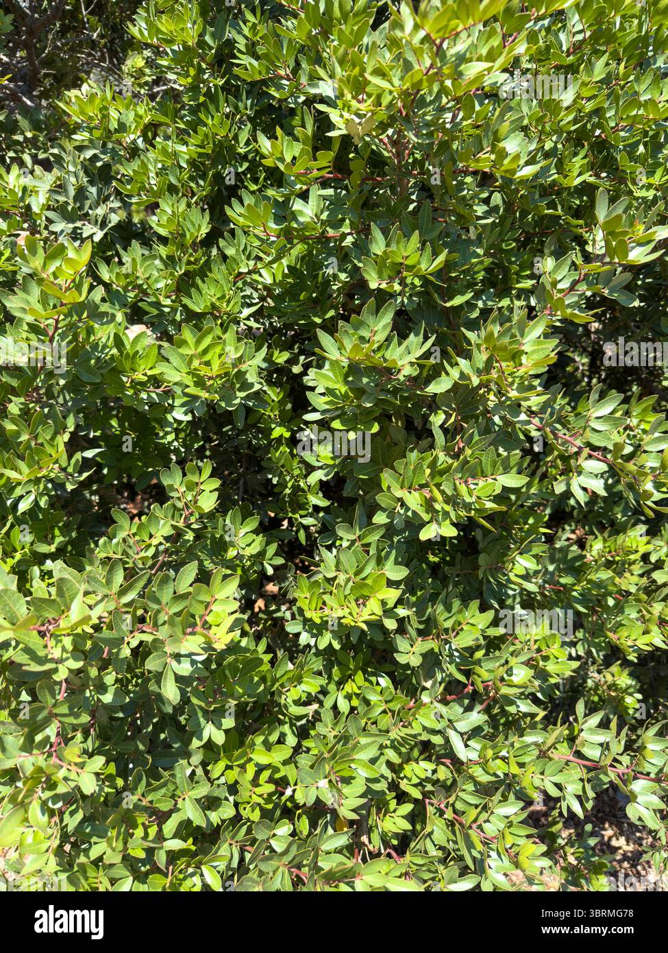 Fond de feuillage d'arbre de mastic, feuilles vertes d'arbuste de Pistacia lentiscus à l'île de Chios, Grèce Banque D'Images