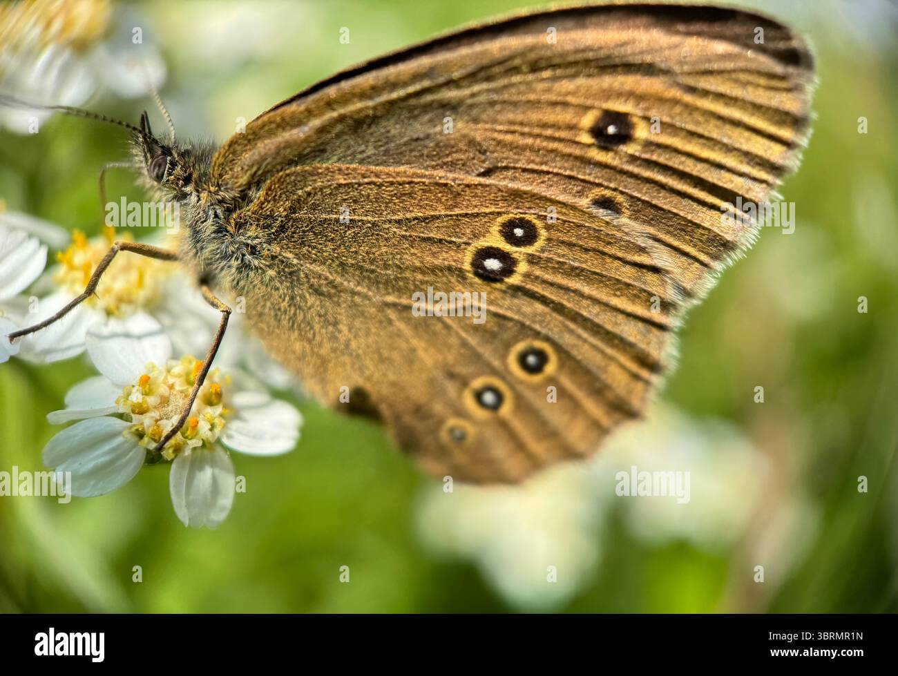 Un gros plan d'un papillon en anneau assis sur des fleurs blanches. Macrophotographie Banque D'Images
