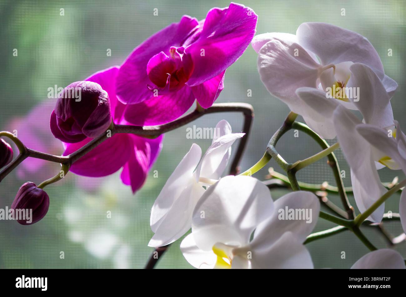 Orchidées belles et colorées. Orchidée blanche et rouge sur le rebord de la fenêtre Banque D'Images Orchidées belles et colorées. Orchidée blanche et rouge sur le rebord de la fenêtre Banque D'Images