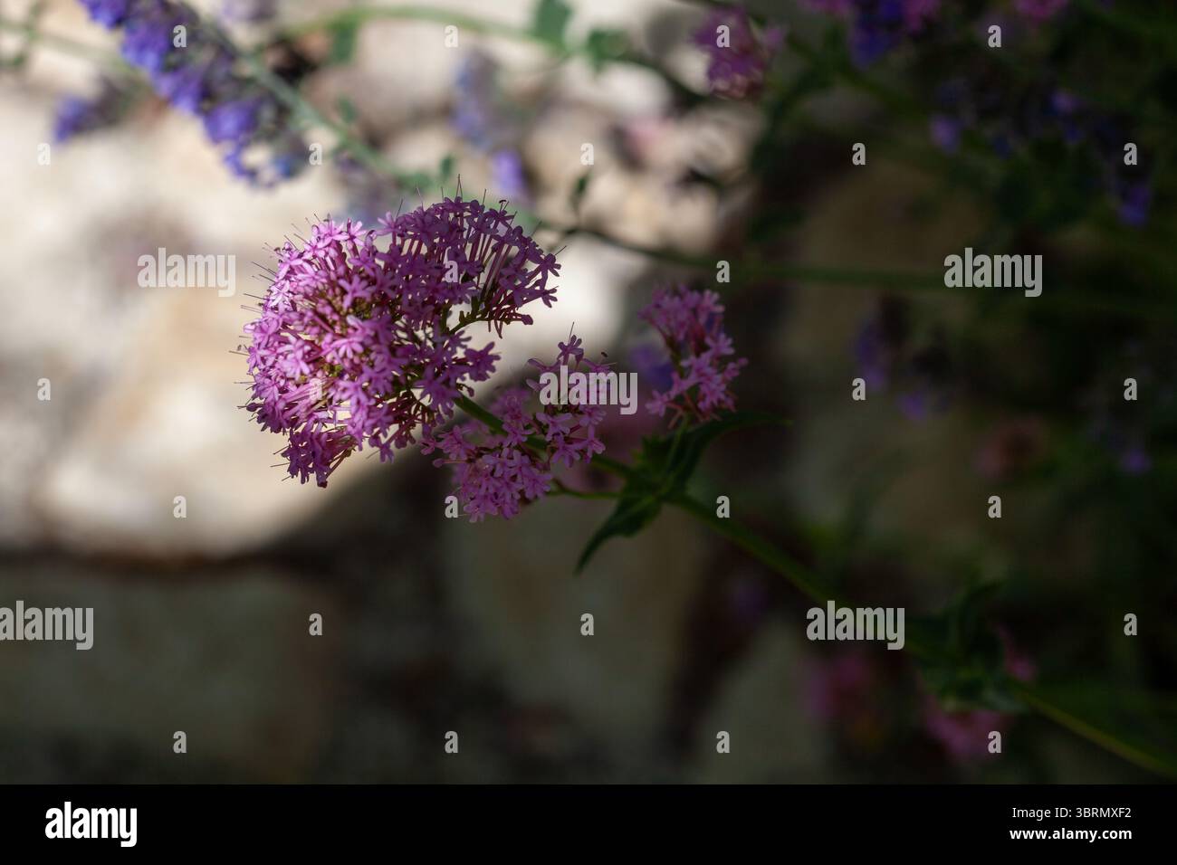 arbre lilas pourpre à refloraison Banque D'Images