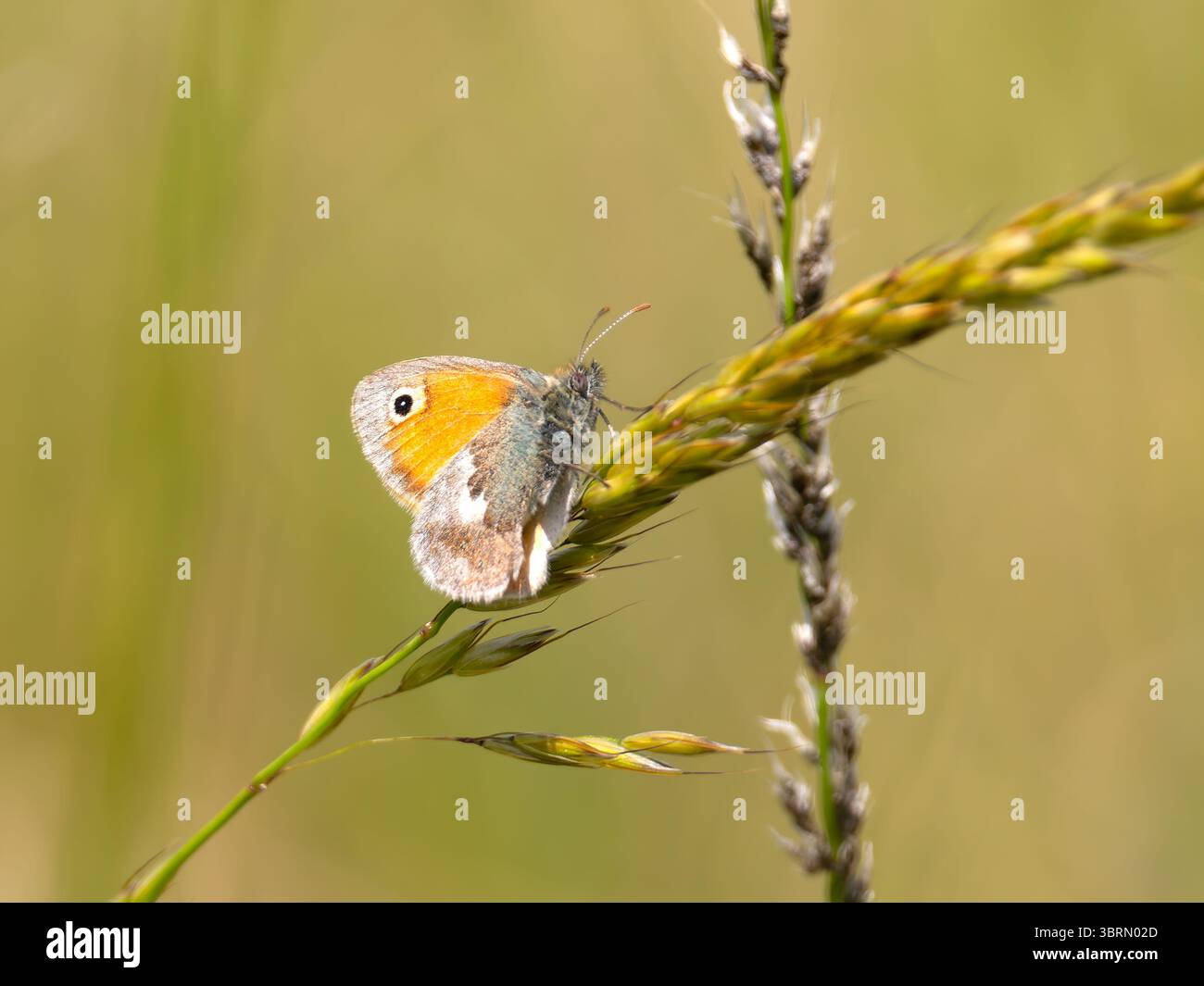 Un petit papillon de bruyère, Coenonympha pamphilus, perché sur une tige d'herbe. Banque D'Images
