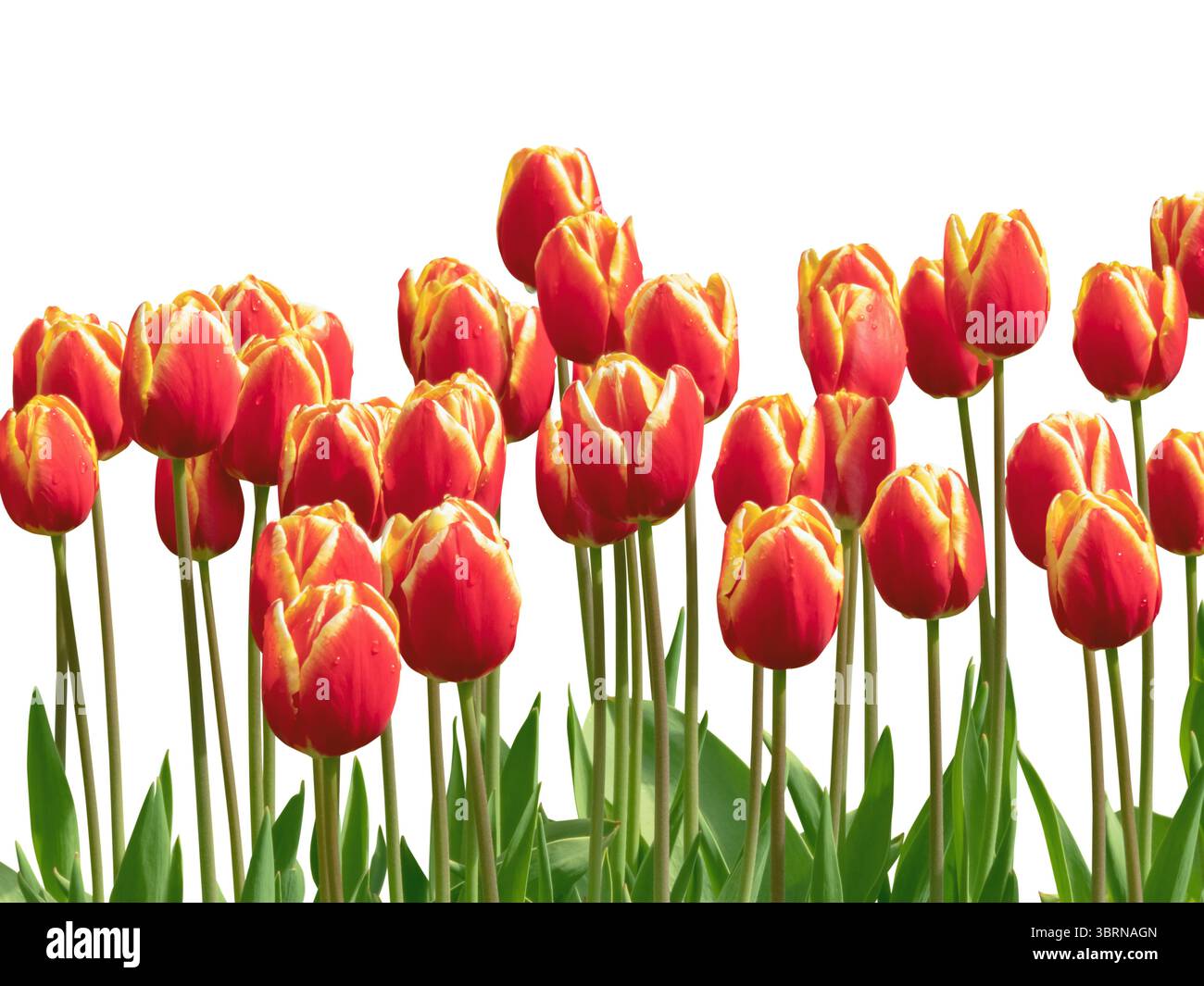 Rangée de tulipes rouge vif avec des bords jaunes frappants isolés sur un fond blanc. Idéal pour les bordures florales, conception de jardin, emballage, com botanique Banque D'Images