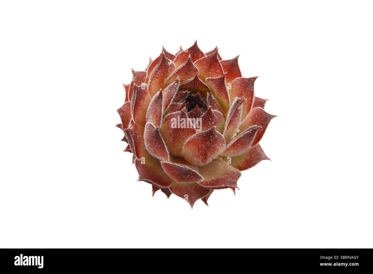 Sempervivum succulent, également connu sous le nom de houseleek ou liveForever, isolé sur fond blanc. Plante à rosette résistante à la sécheresse utilisée dans les jardins de roche Banque D'Images