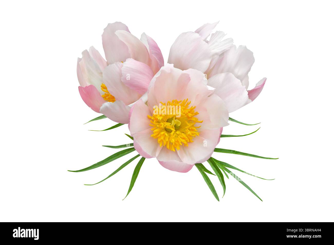 Trois fleurs de pivoine ouverte rose pâle avec des étamines jaunes et des feuilles vertes isolées sur fond blanc. Idéal pour la conception florale, l'emballage, la déco de mariage Banque D'Images