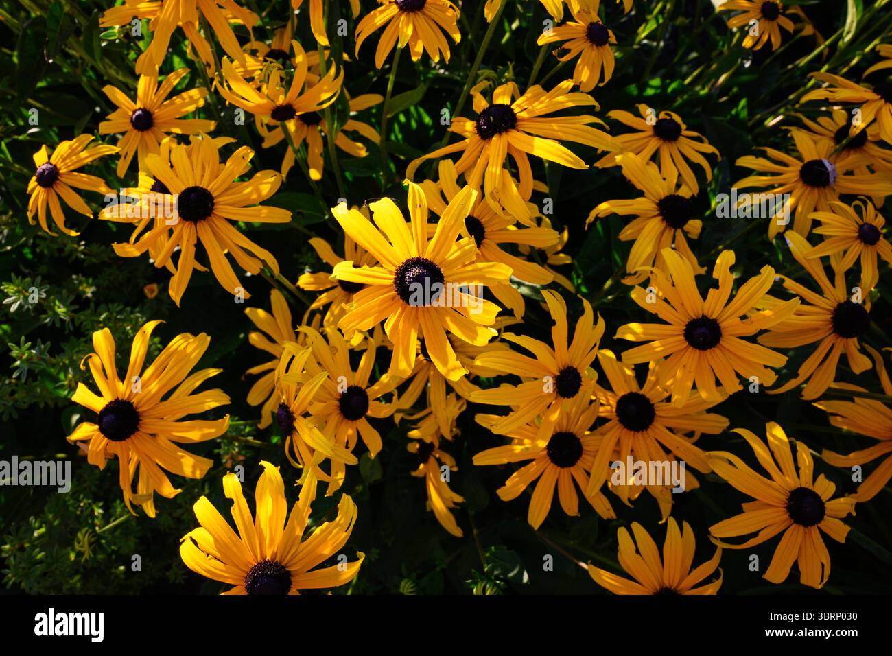 Masse de fleurs de susan aux yeux noirs en gros plan avec des pétales jaunes Banque D'Images