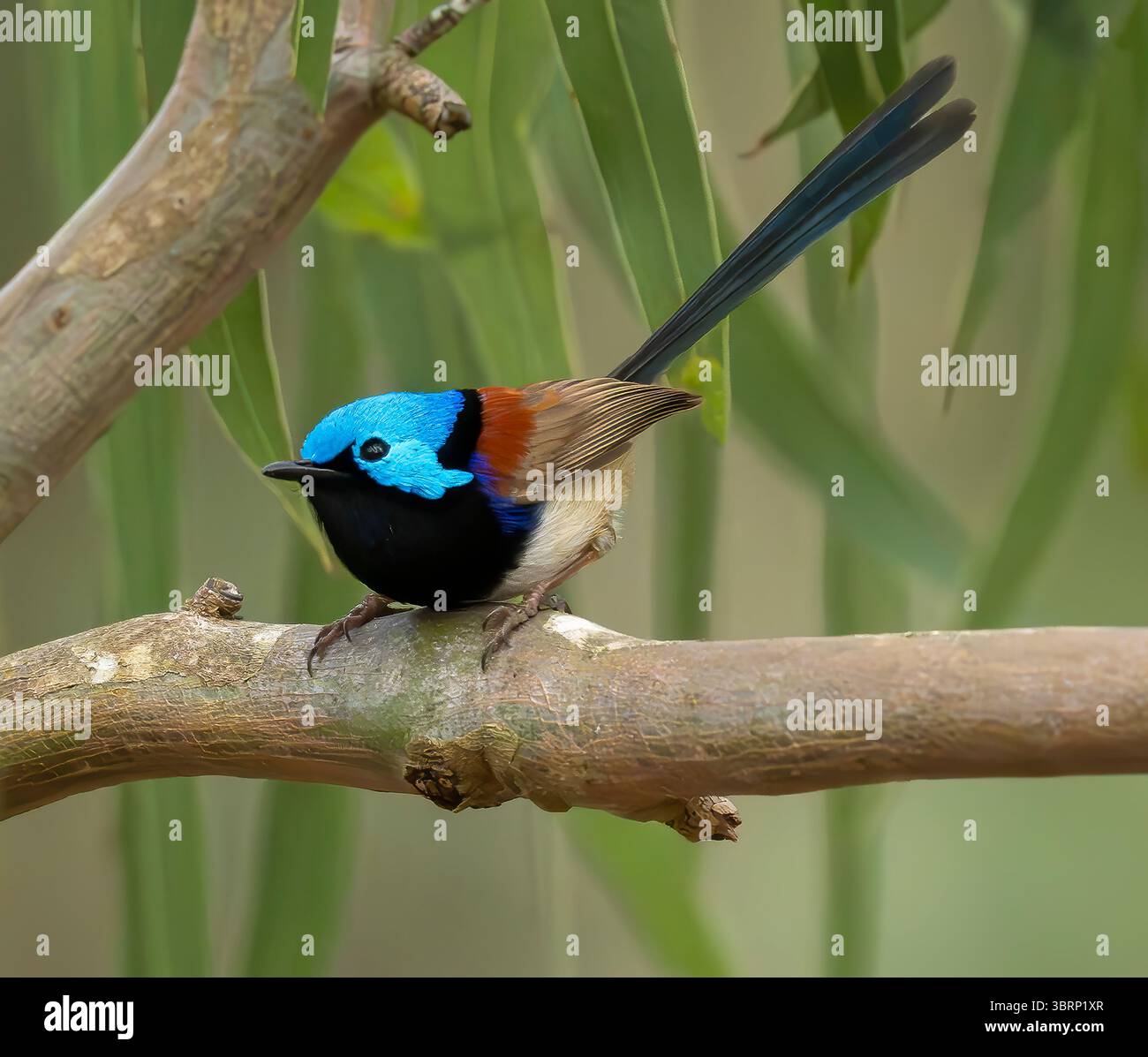 La fée panachée (Malurus lamberti) dans un environnement naturel affichant des couleurs vives de reproduction, trouvée dans l'est de l'Australie. Banque D'Images