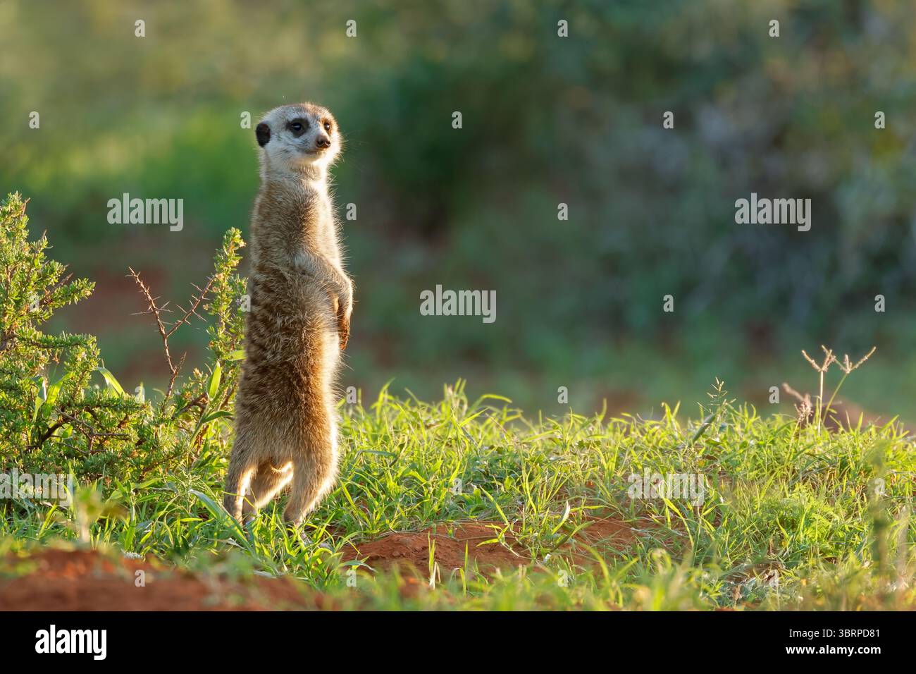 Une suricate d'alerte (Suricata suricatta) dans son habitat naturel, parc national de Mokala, Afrique du Sud Banque D'Images
