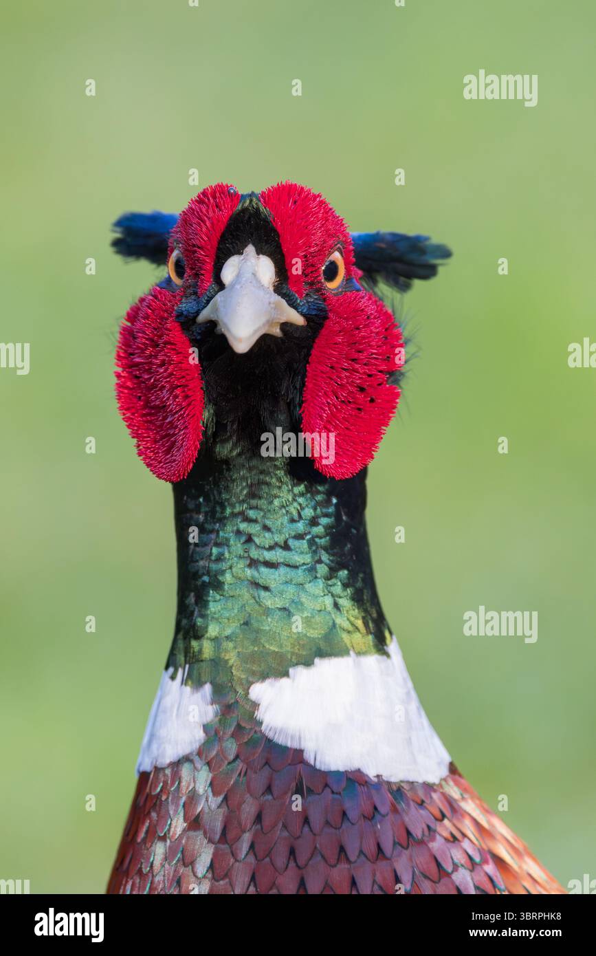 Faisan [ Phasianus colchicus ] Portrait d'oiseau masculin Banque D'Images